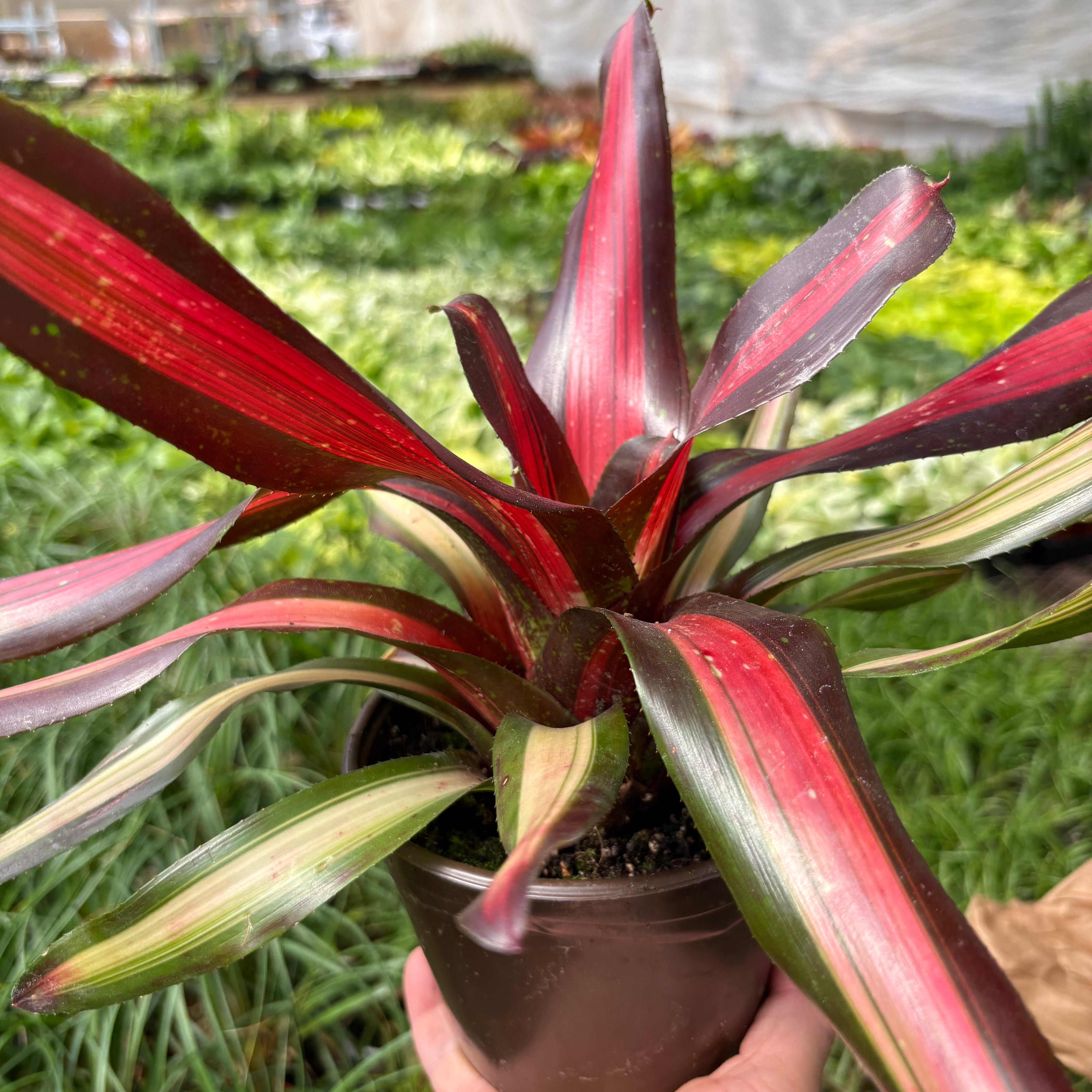 Bromeliad 'Pimiento' Indoor Plants 6" Pot Austin Jungle Co.