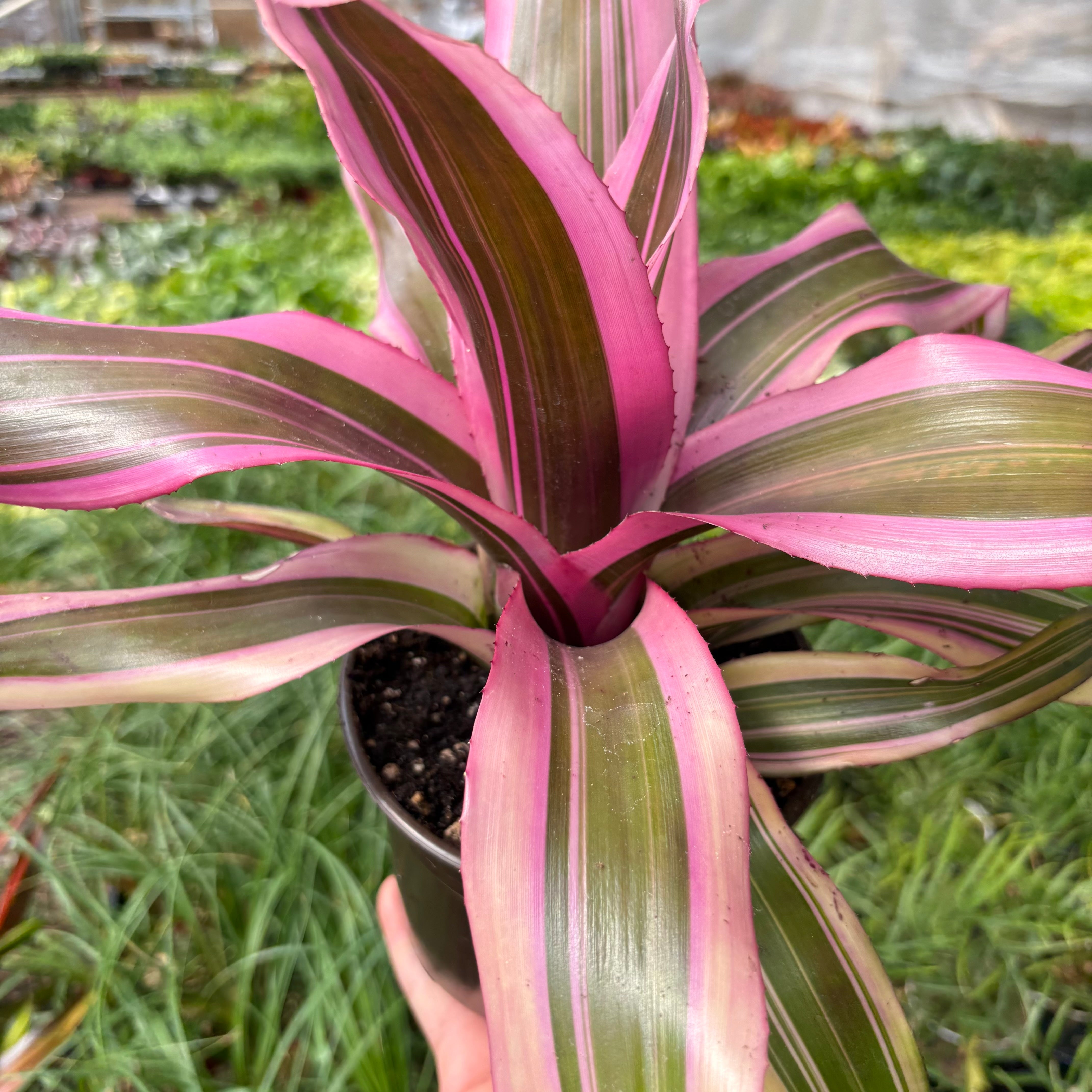 Bromeliad 'Pink Magic' Indoor Plants 6" Pot Austin Jungle Co.