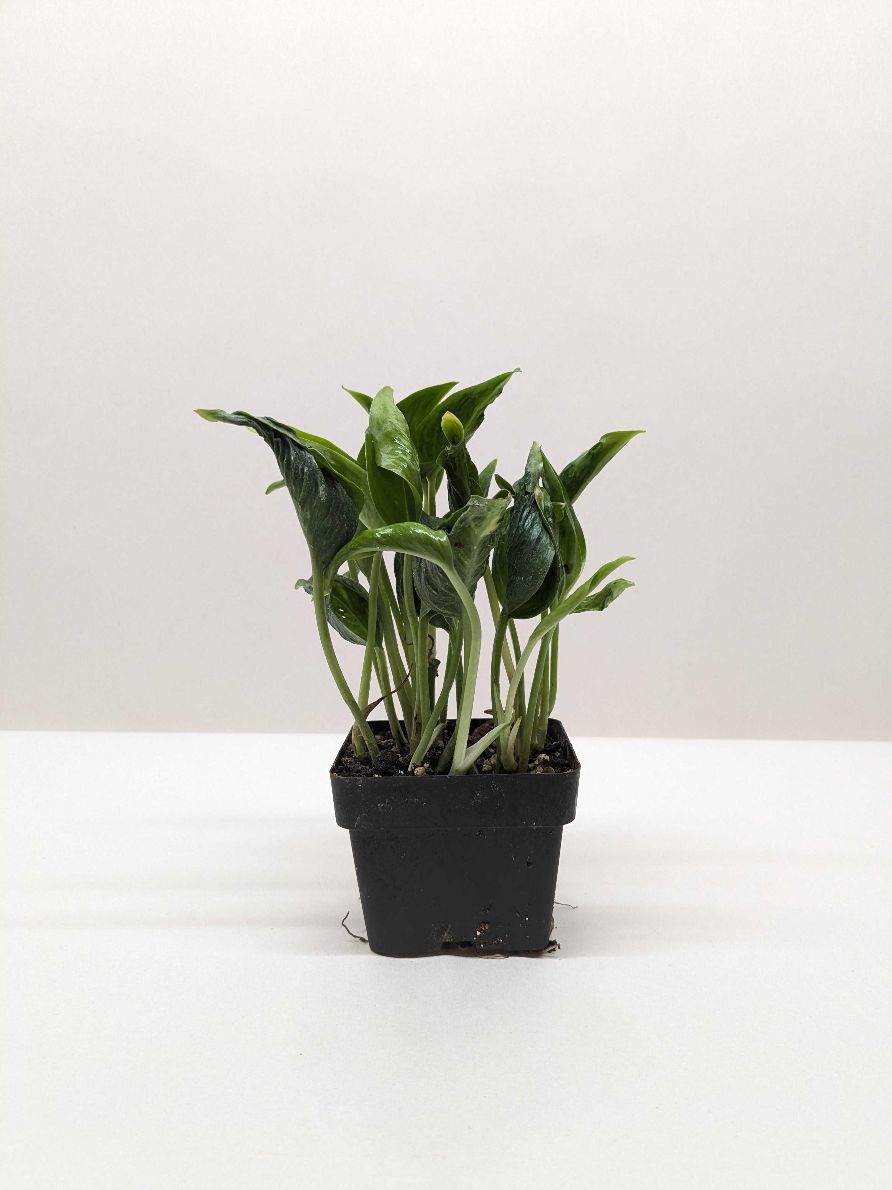 Pothos 'Shangri La' - Austin Jungle Co.