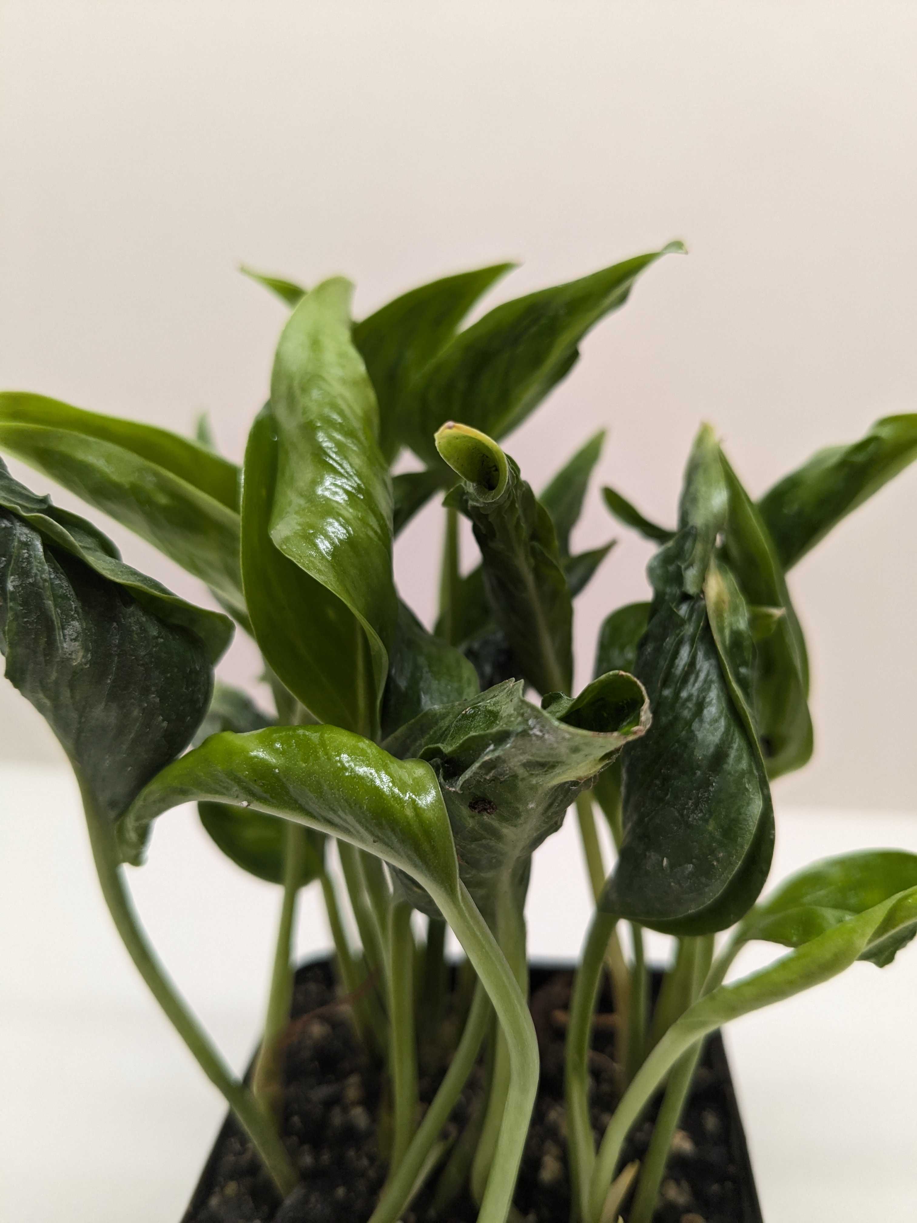 Pothos 'Shangri La' - Austin Jungle Co.