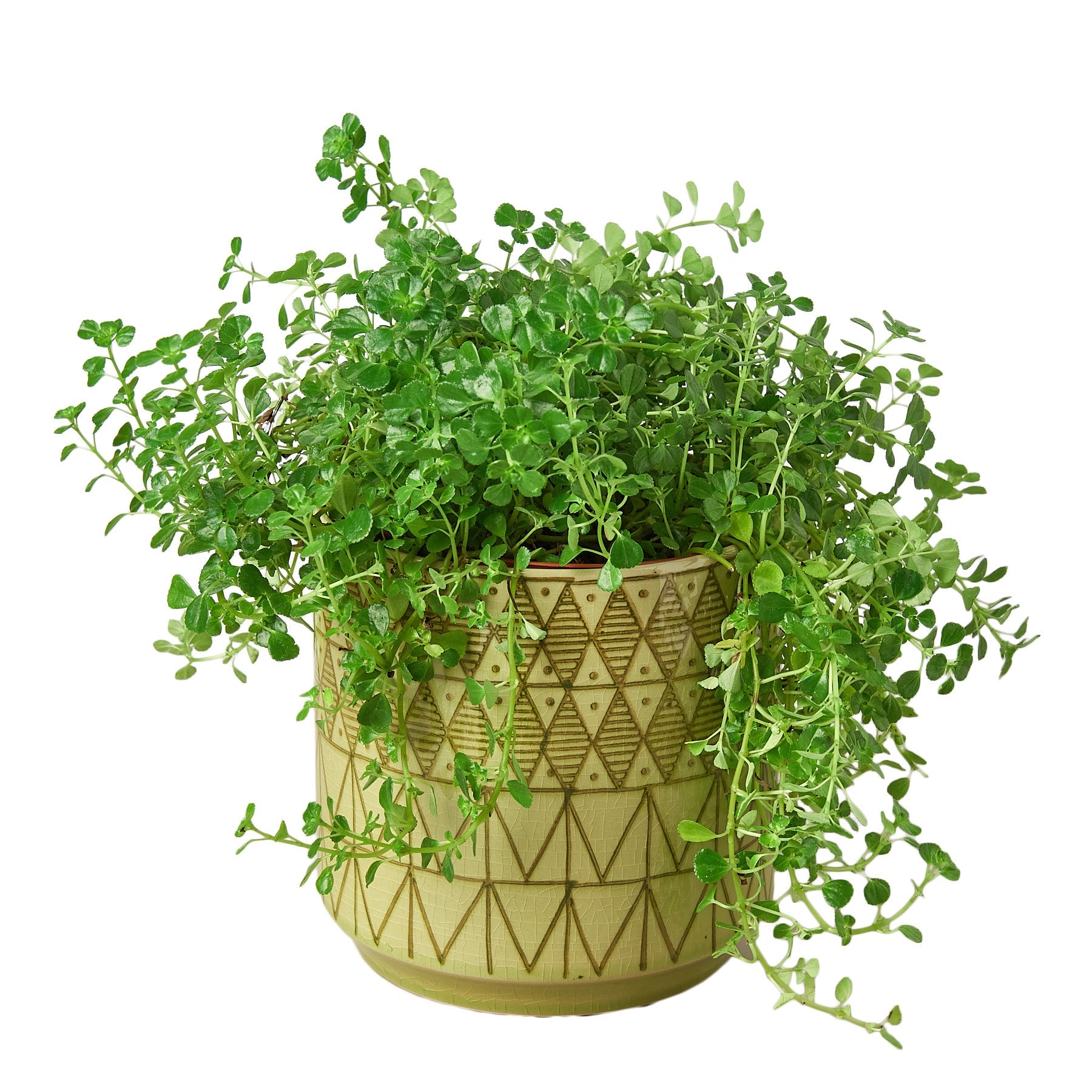 Pepe Planter - 6.5 Inch Accessories ($10 Ship/31oz) Pink Austin Jungle Co.