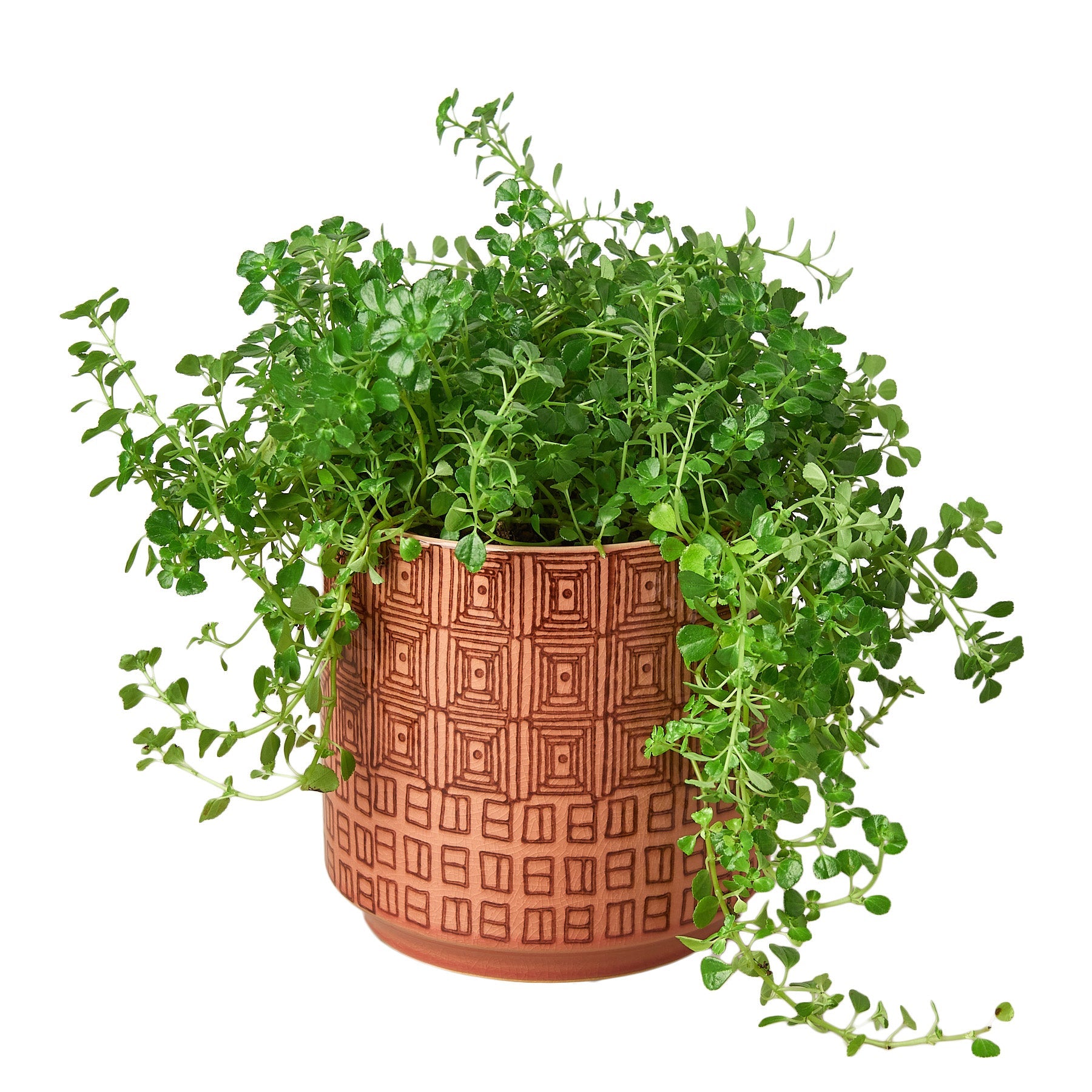 Pepe Planter - 6.5 Inch Accessories ($10 Ship/31oz) Pink Austin Jungle Co.