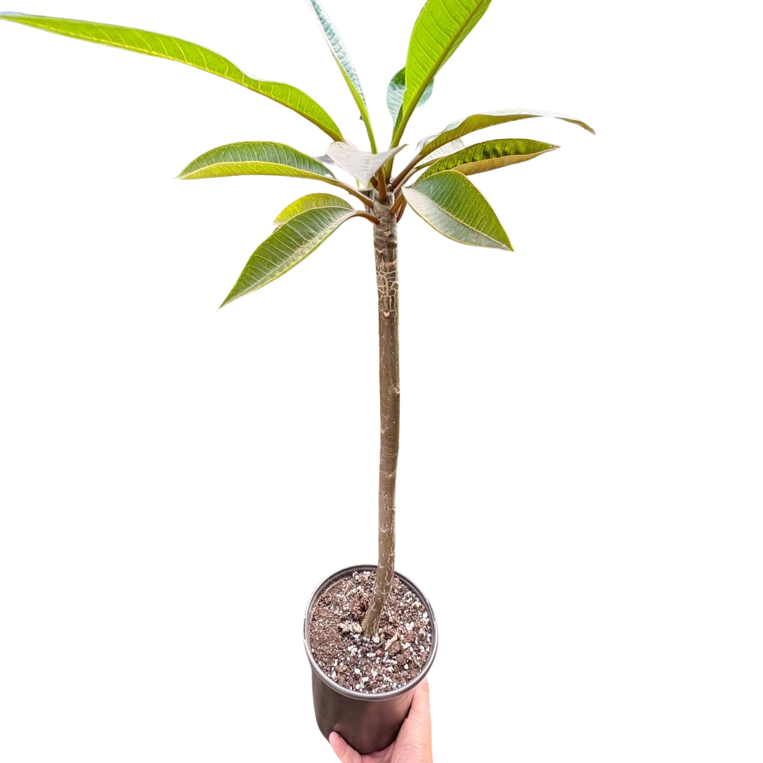 Plumeria Rubra Acutifolia live plant, photo 1 - Austin Jungle Co.