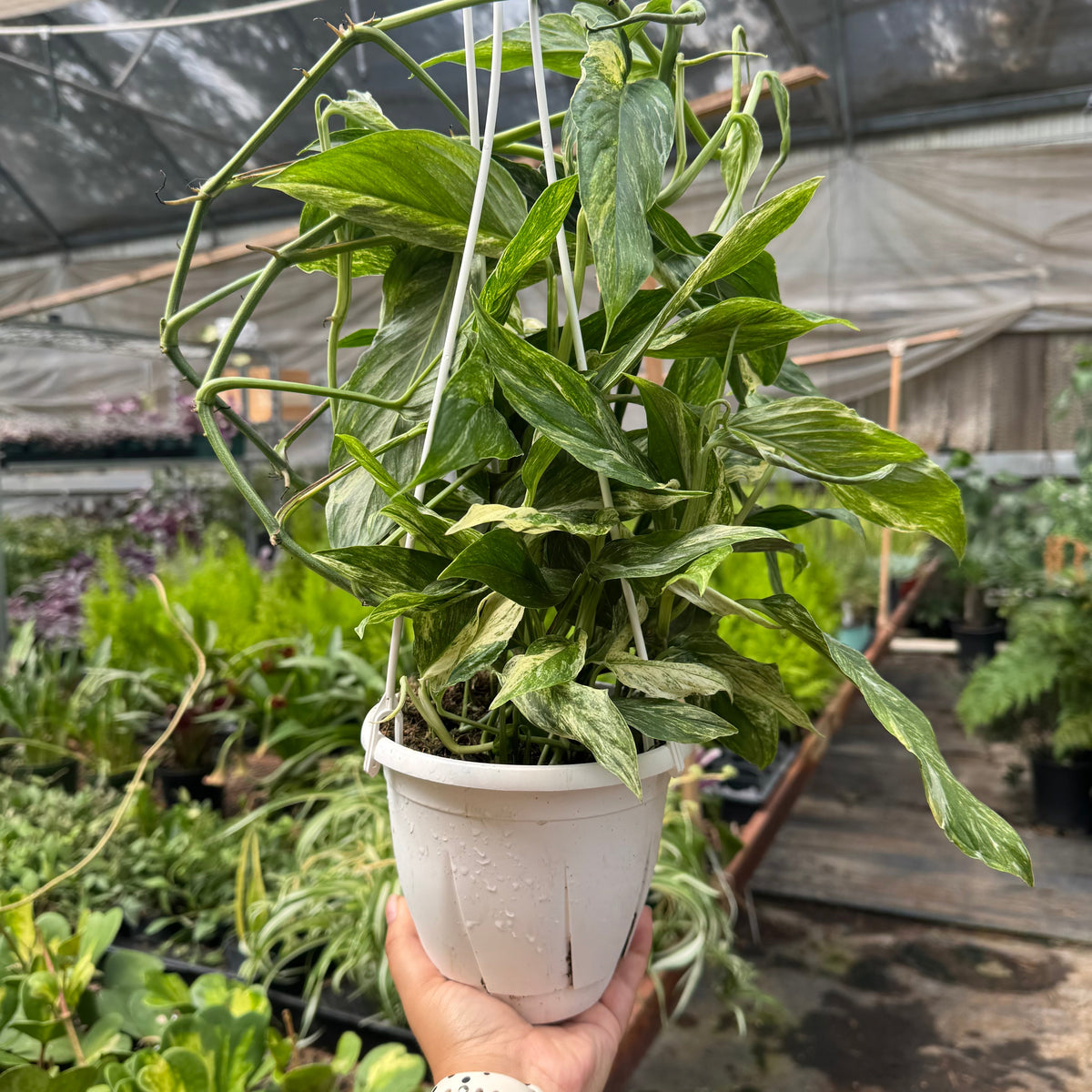 Pothos 'Mint Variegated' live plant, photo 6 - Austin Jungle Co.