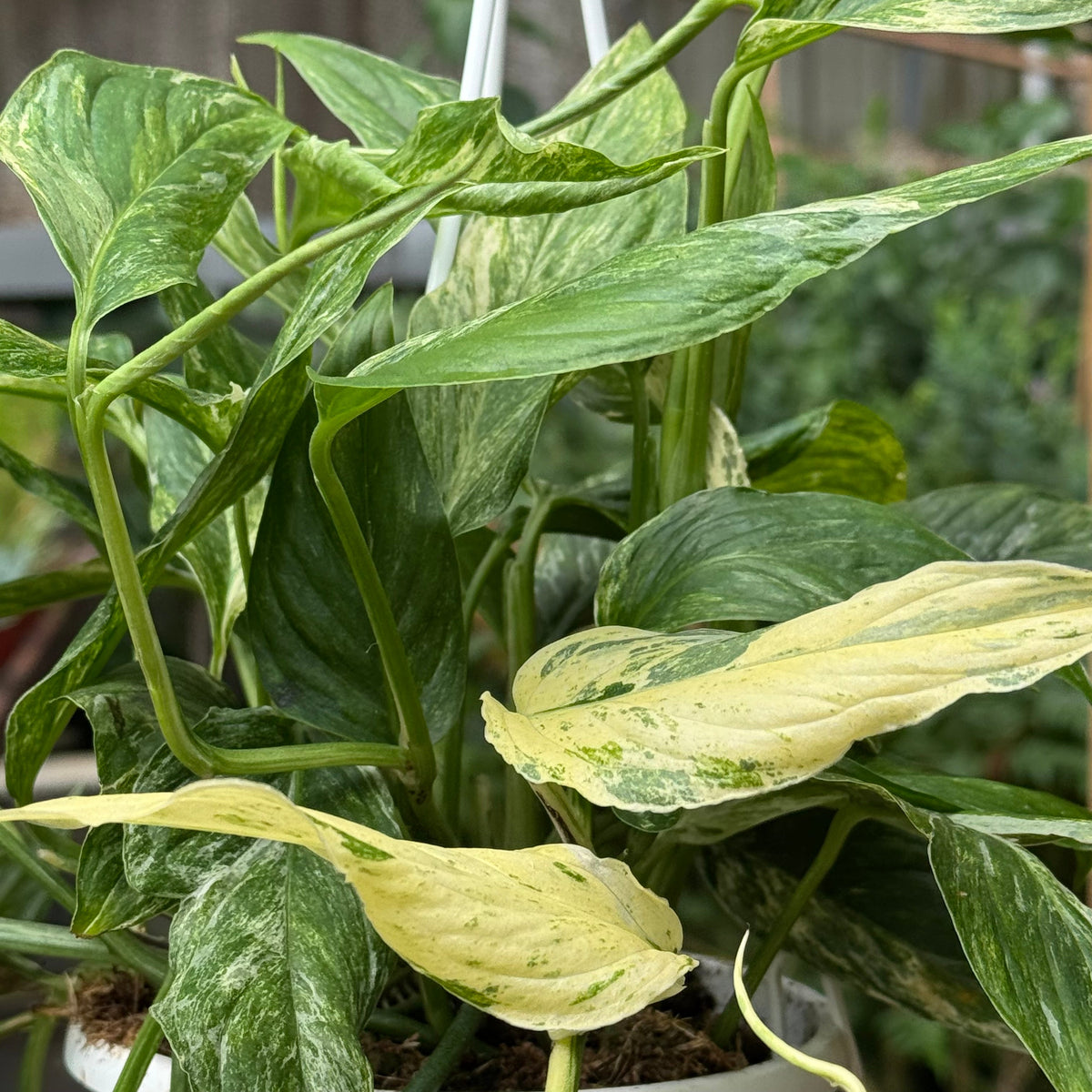 Pothos 'Mint Variegated' live plant, photo 3 - Austin Jungle Co.
