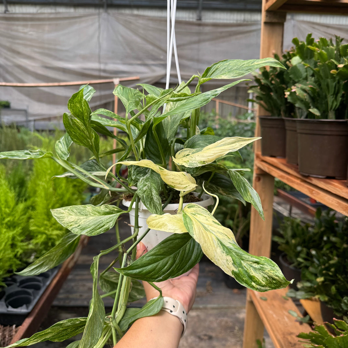 Pothos 'Mint Variegated' live plant, photo 5 - Austin Jungle Co.
