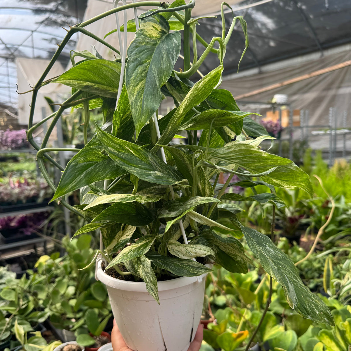 Pothos 'Mint Variegated' live plant, photo 2 - Austin Jungle Co.