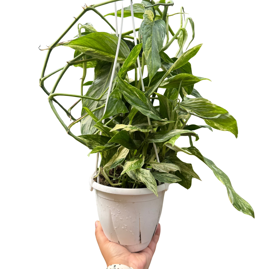 Pothos 'Mint Variegated' live plant, photo 1 - Austin Jungle Co.