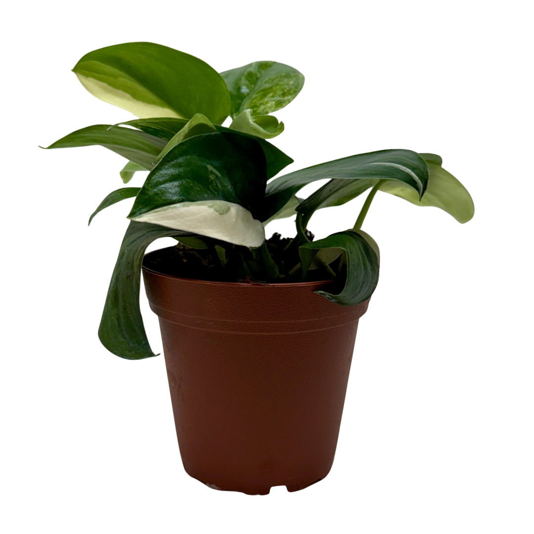Scindapsus ‘Rubicon’ Variegated live plant, photo 1 - Austin Jungle Co.