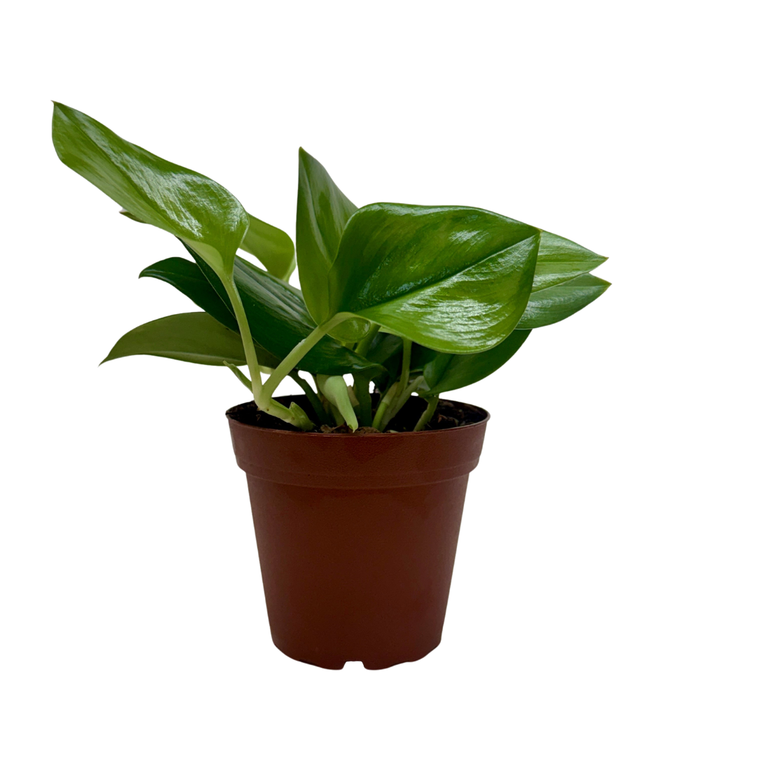 Scindapsus ‘Rubicon’ live plant, photo 1 - Austin Jungle Co.