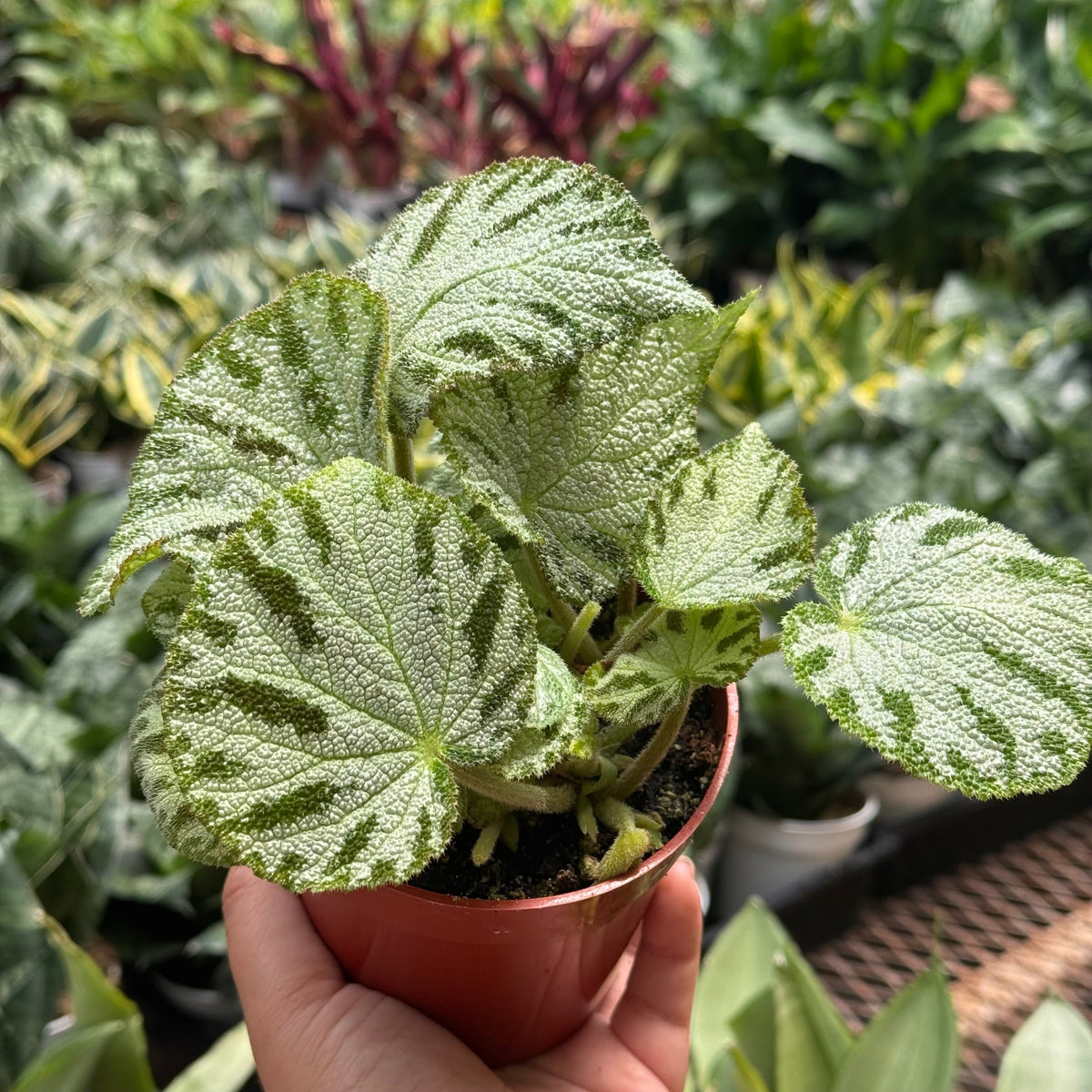 Begonia ‘Silver Jewel’ live plant, photo 5 - Austin Jungle Co.