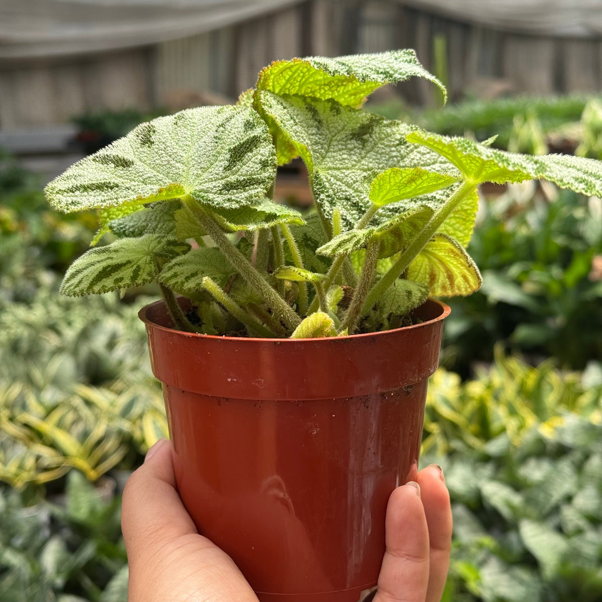 Begonia ‘Silver Jewel’ live plant, photo 2 - Austin Jungle Co.
