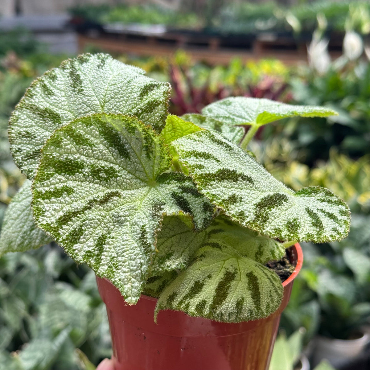 Begonia ‘Silver Jewel’ live plant, photo 4 - Austin Jungle Co.