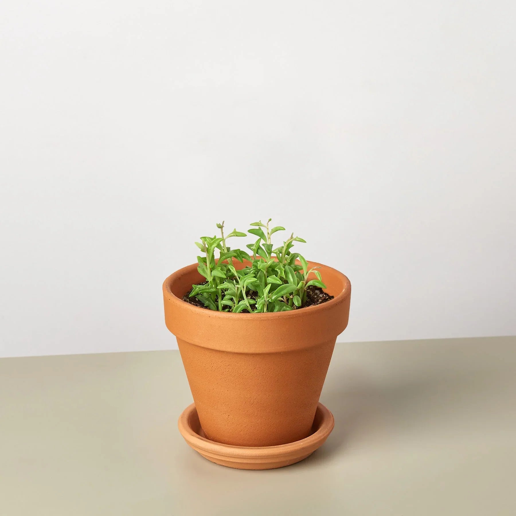 Succulent 'String of Dolphins' Succulent 4" Pot / Nursery Pot Austin Jungle Co.