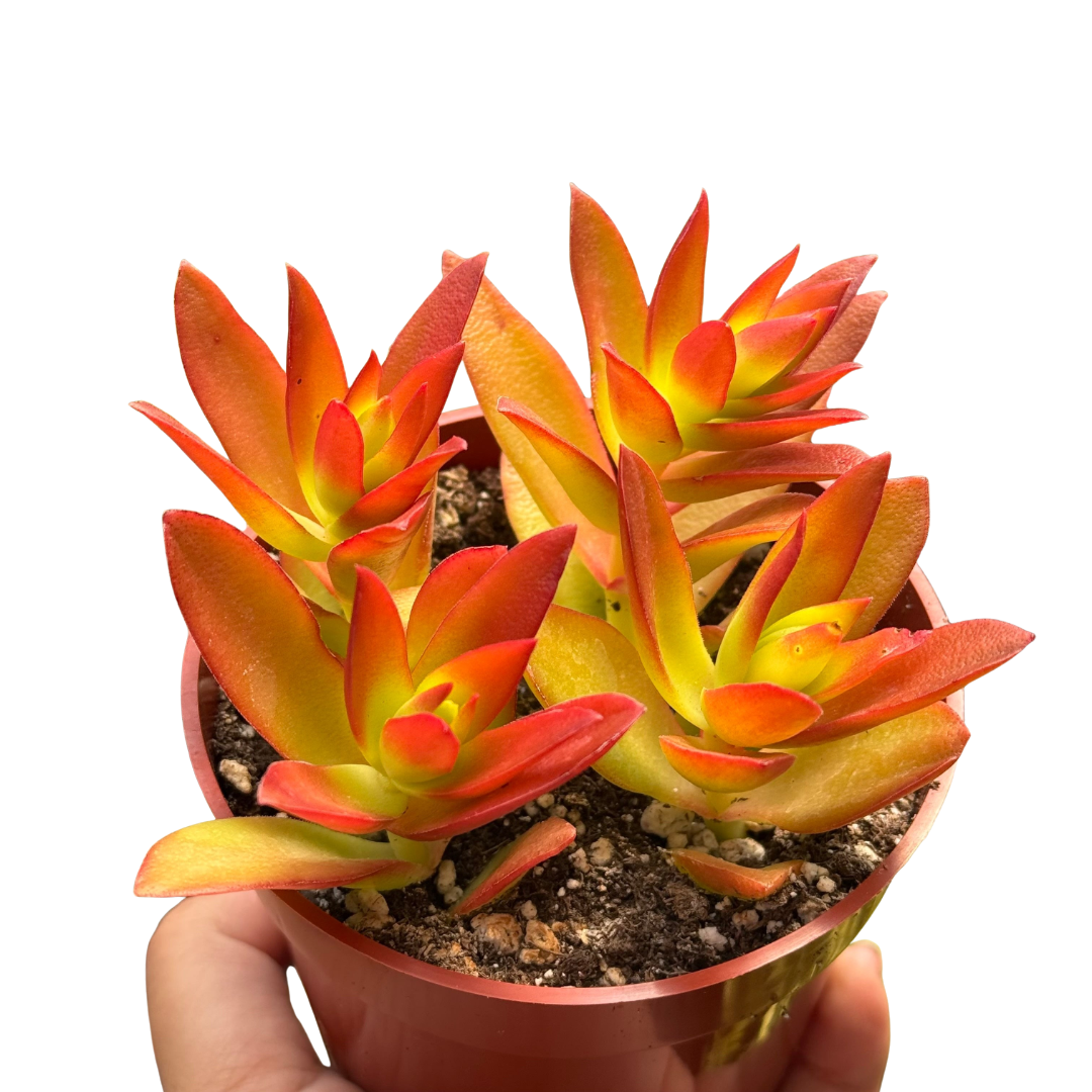 Succulent Crassula 'Campfire' live plant, photo 1 - Austin Jungle Co.