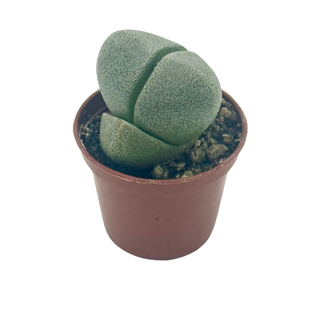 Succulent 'Split Rocks' live plant, photo 1 - Austin Jungle Co.