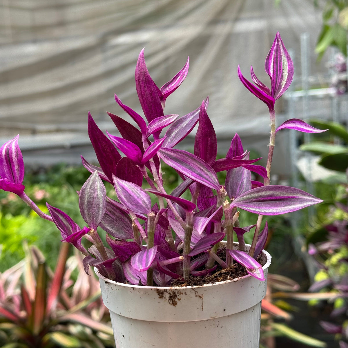 Tradescantia 'Pink Passion' live plant, photo 2 - Austin Jungle Co.