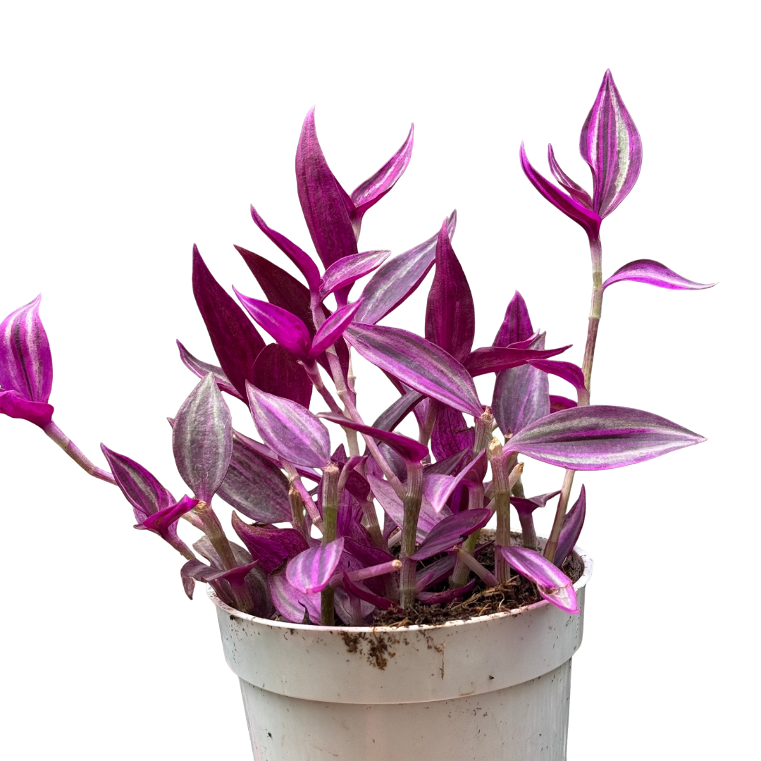 Tradescantia 'Pink Passion' live plant, photo 1 - Austin Jungle Co.
