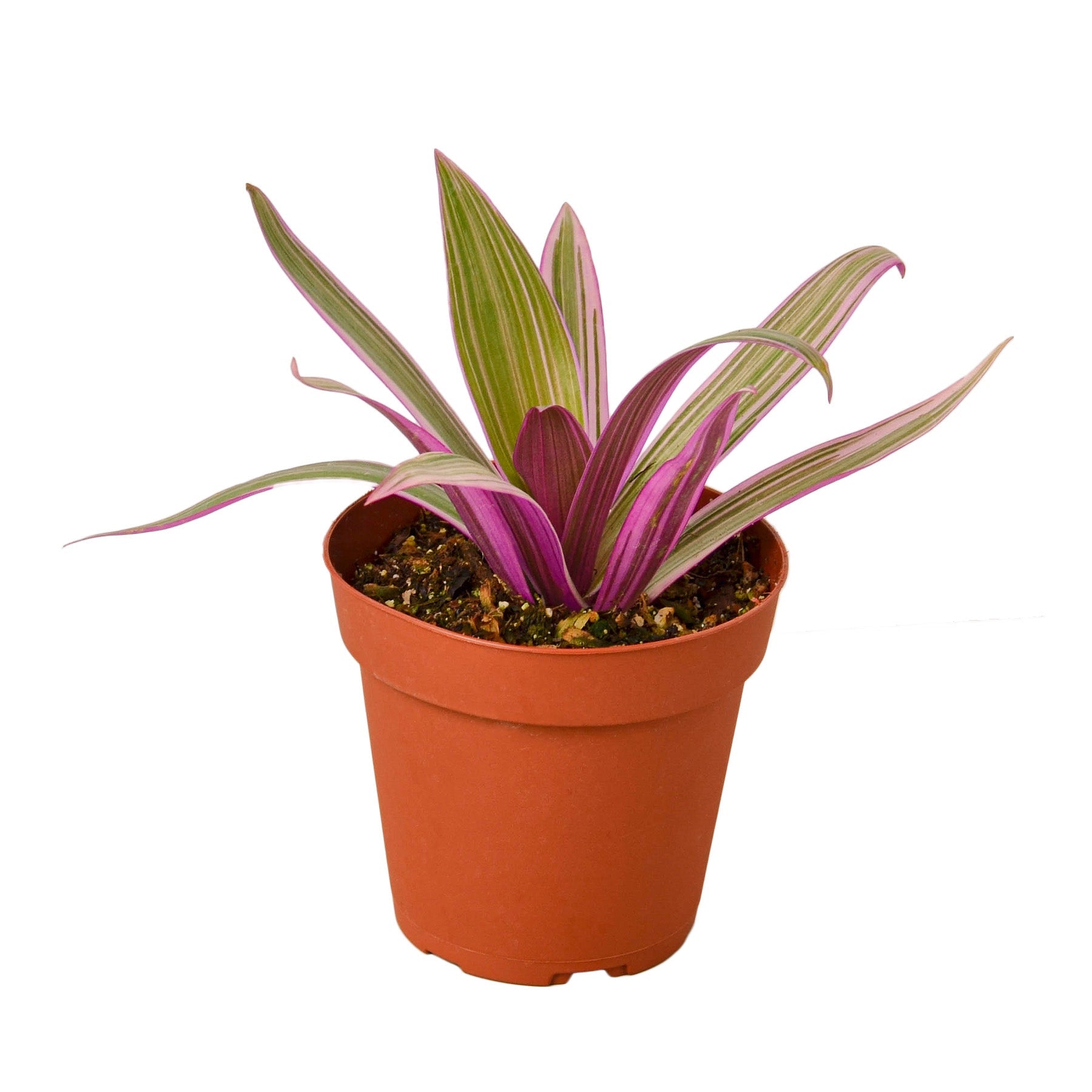 Oyster Plant 'Moses in the Cradle' Default 4" Pot Austin Jungle Co.