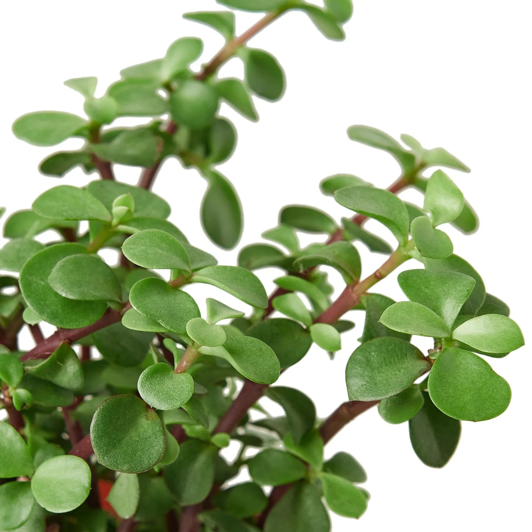 Succulent 'Elephant Bush' Succulent 4" Pot Austin Jungle Co.