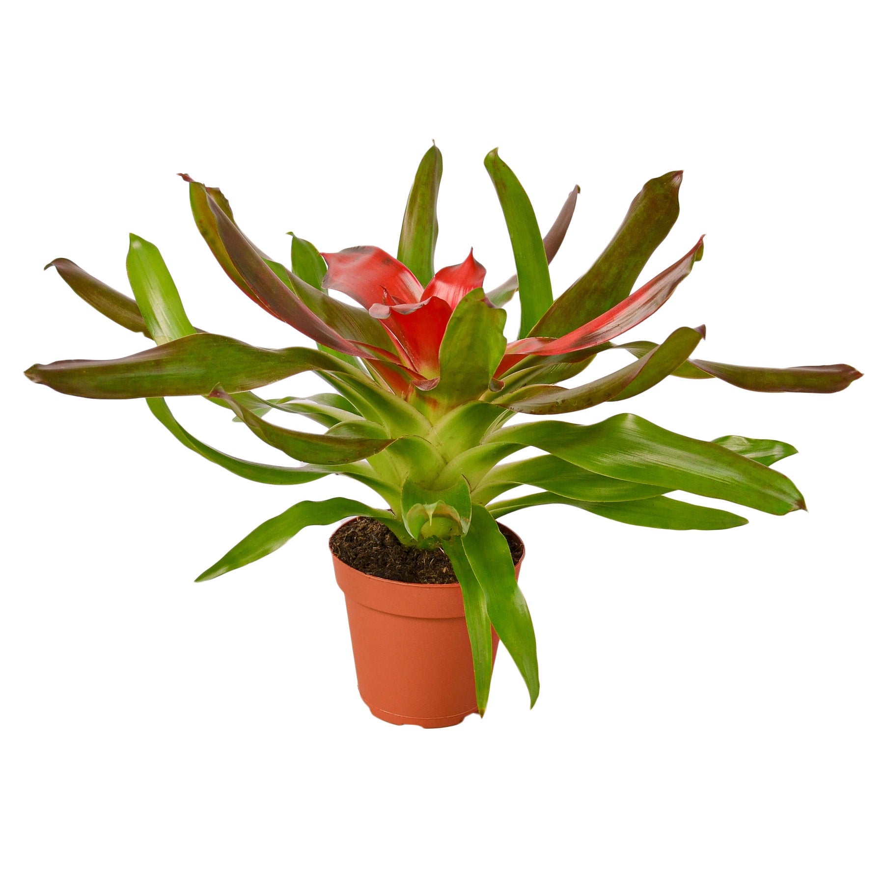 Bromeliad Medusa Default 4" Pot Austin Jungle Co.