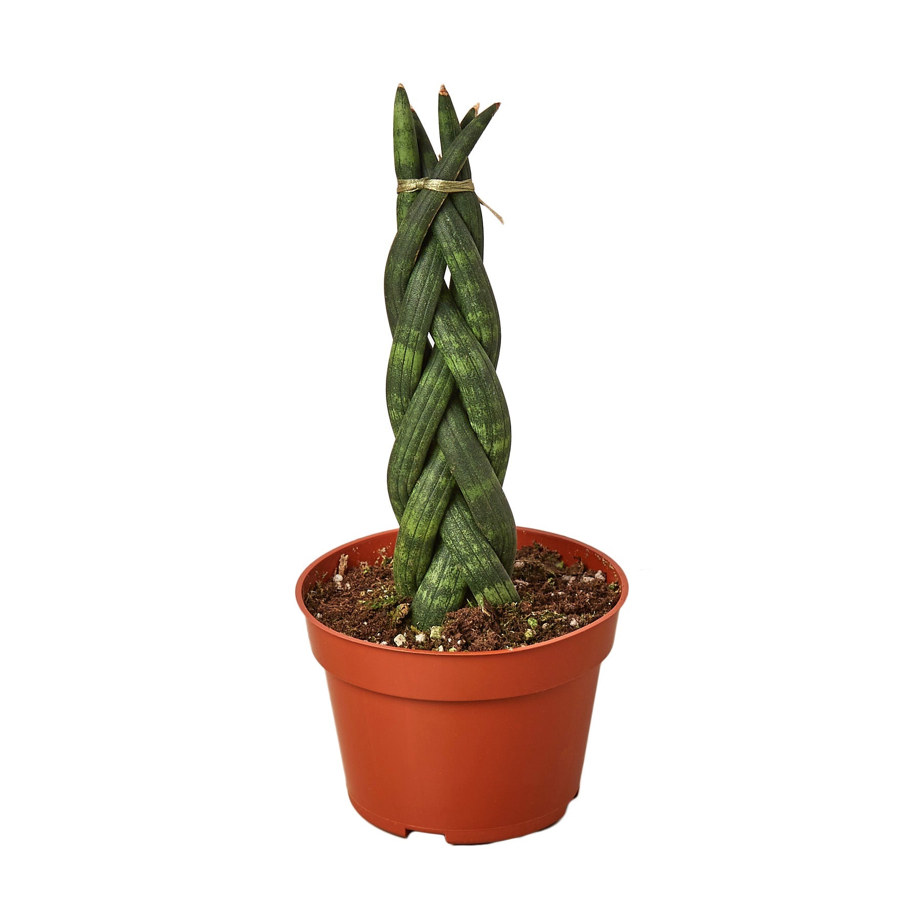 Snake Plant Braided - Austin Jungle Co.