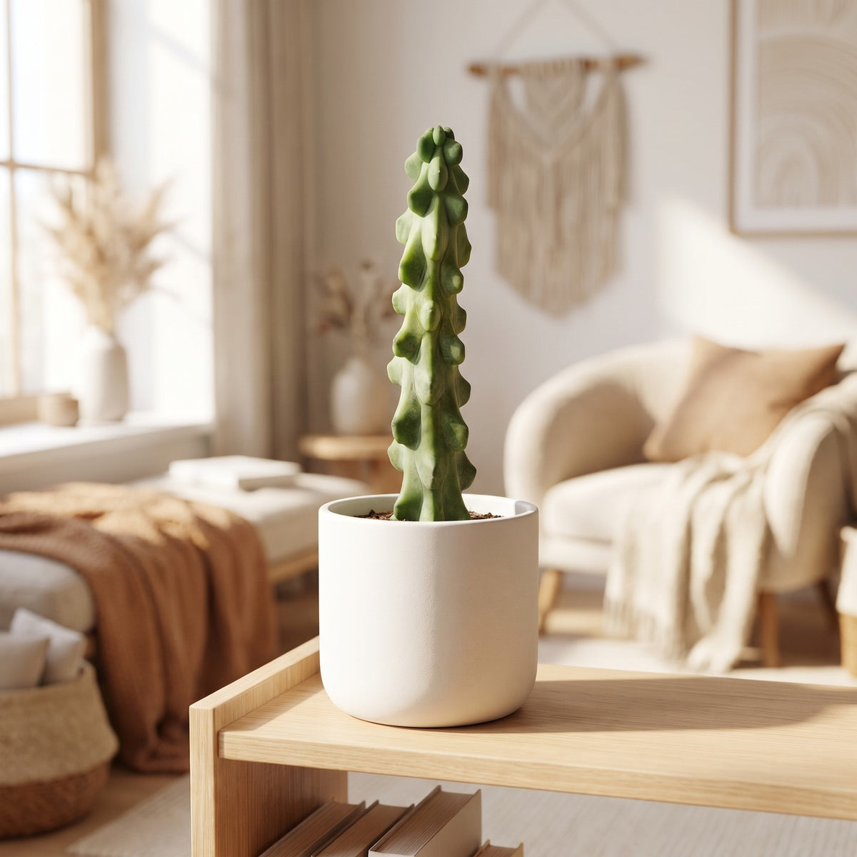 Boobie Cactus in a ceramic pot, Austin Jungle Co.