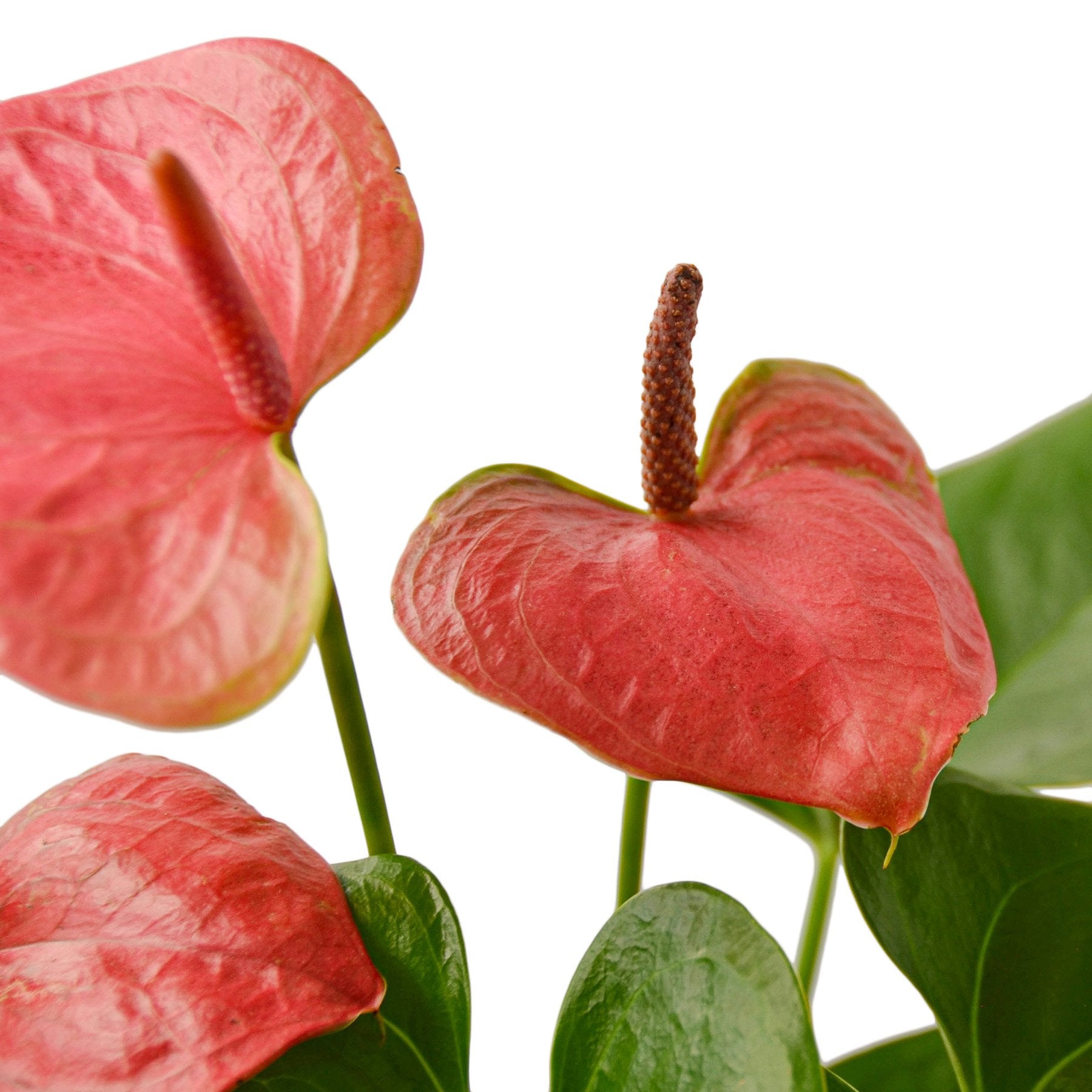 Anthurium 'Pink' - Austin Jungle Co.