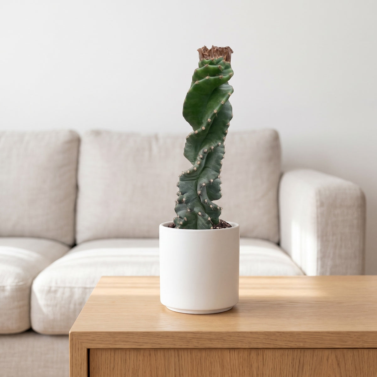 Cereus forbesii 'Spiralis' shown in a white ceramic pot (pot not included)