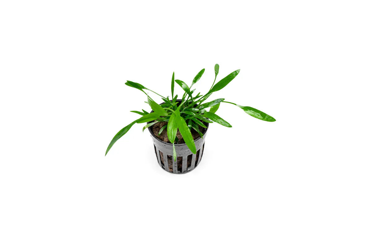 Cryptocoryne Lucens Default Title Austin Jungle Co.