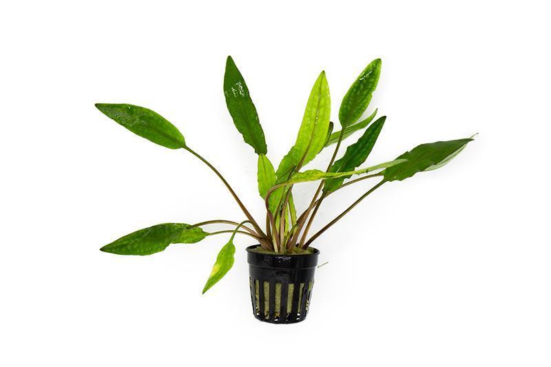 Cryptocoryne Sri Lanka – Pot Default Title Austin Jungle Co.