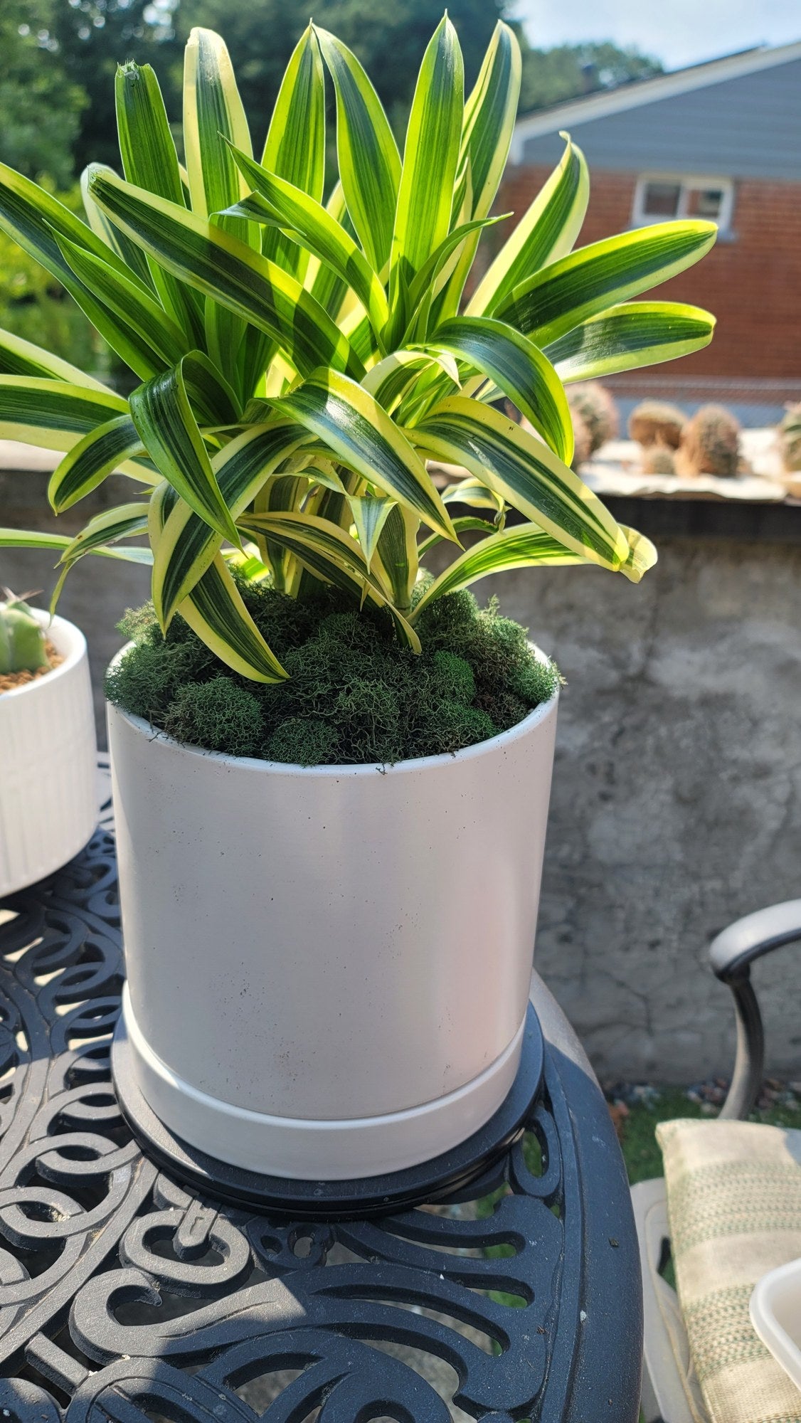 Dracaena 'Song of India' customer photo, 6 inch plant in white cylinder pot outdoors