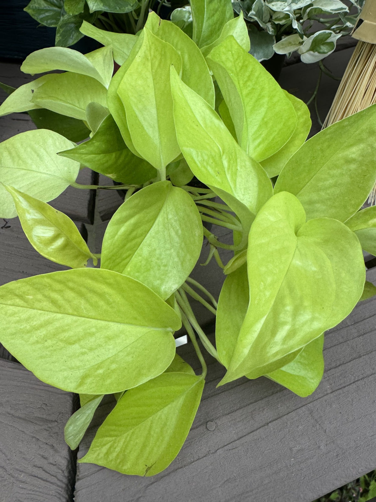 Pothos 'Neon' customer photo, bright lime green leaves