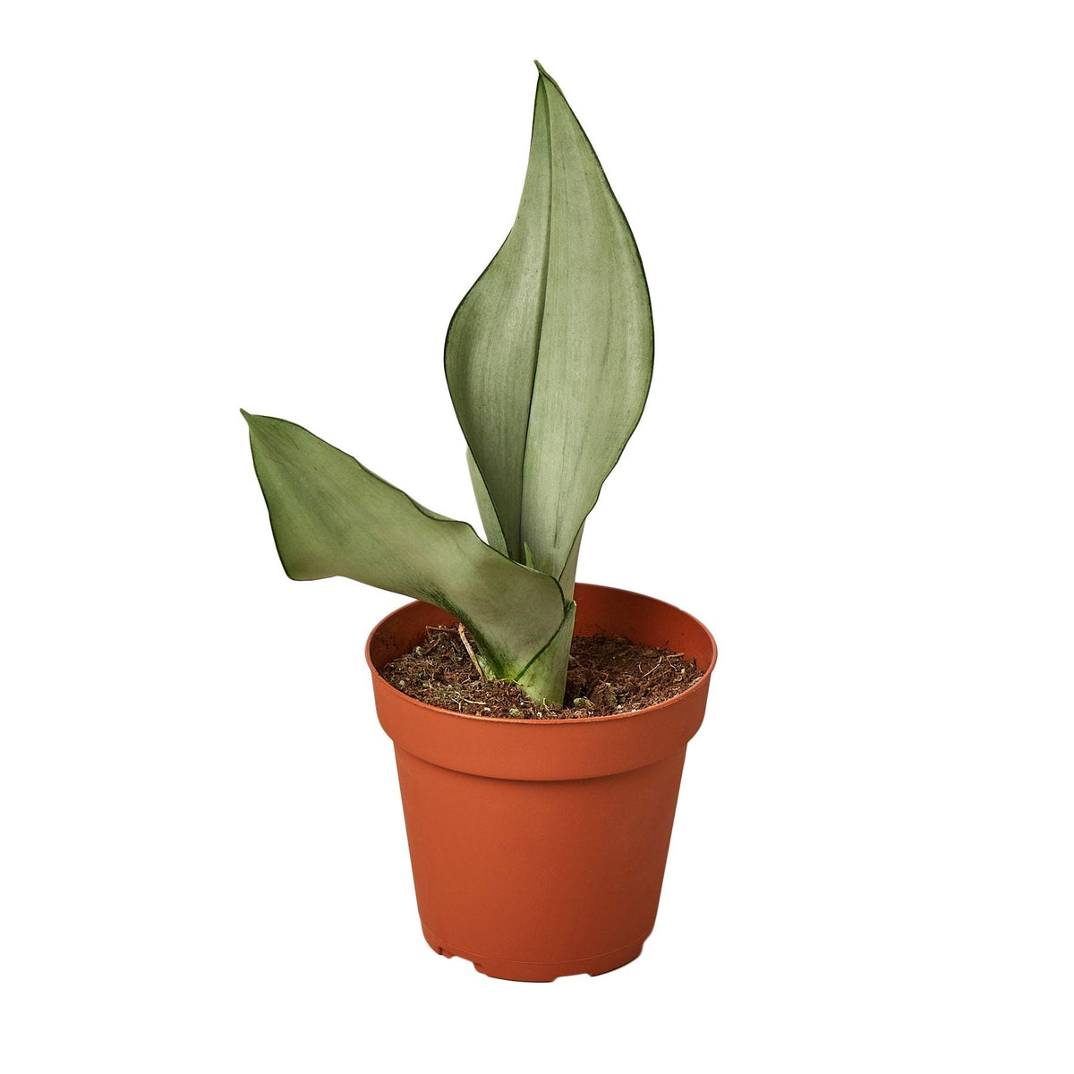 Snake Plant 'Moonshine' live plant, photo 1 - Austin Jungle Co.