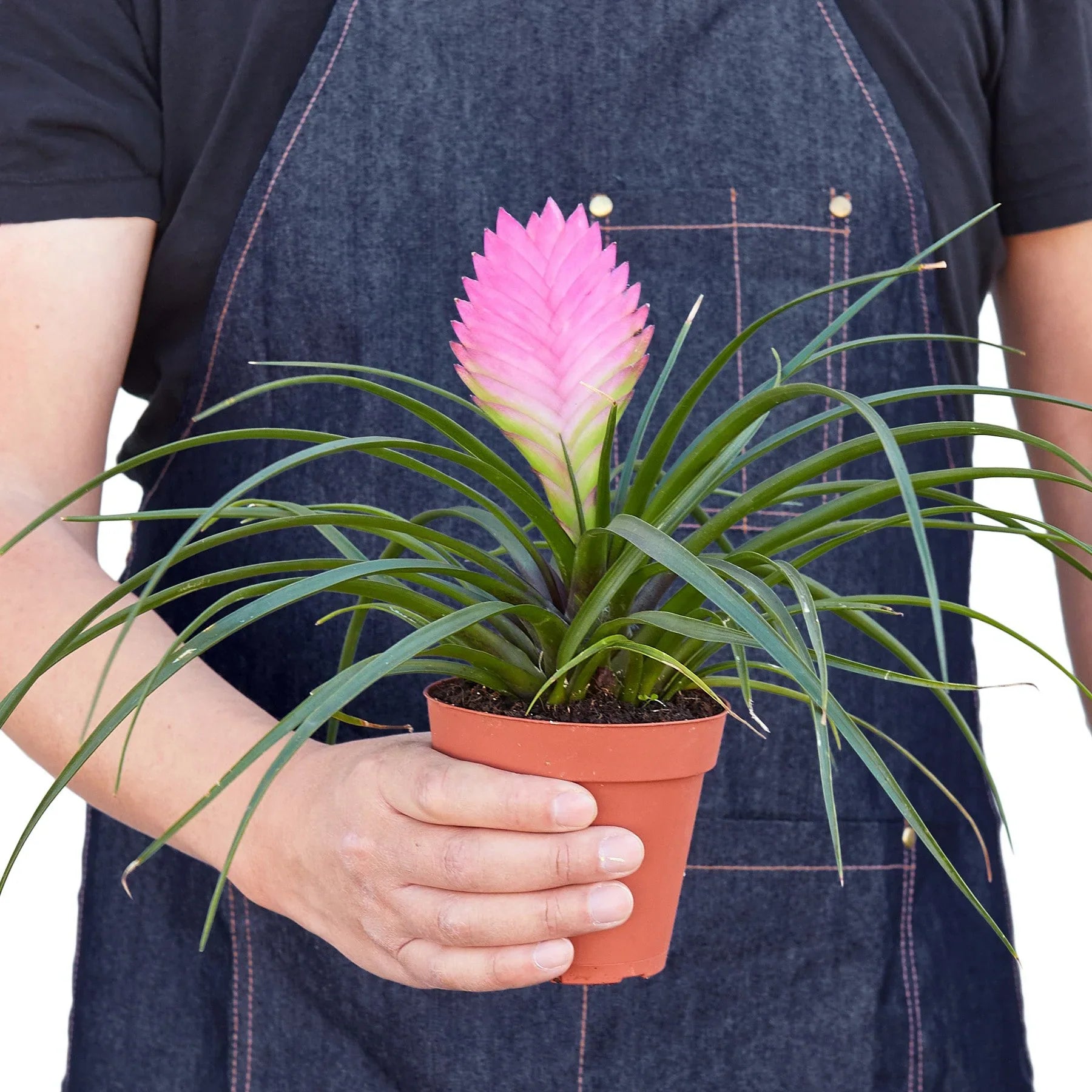 Bromeliad Cyanea 'Pink Quill' Default 4" Pot Austin Jungle Co.