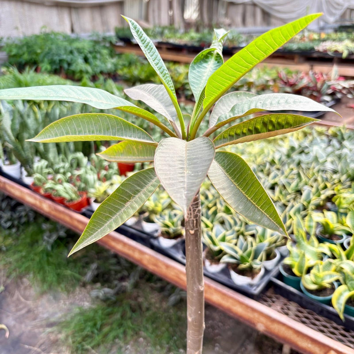 Plumeria Rubra Acutifolia live plant, photo 3 - Austin Jungle Co.