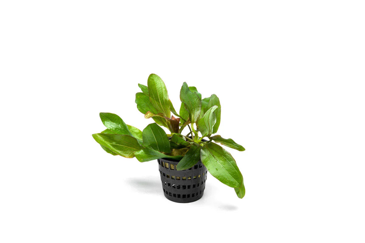 Echinodorus Red Rubin – Pot Default Title Austin Jungle Co.