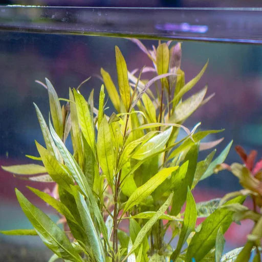 Hygrophila Angustifolia Default Title Austin Jungle Co.