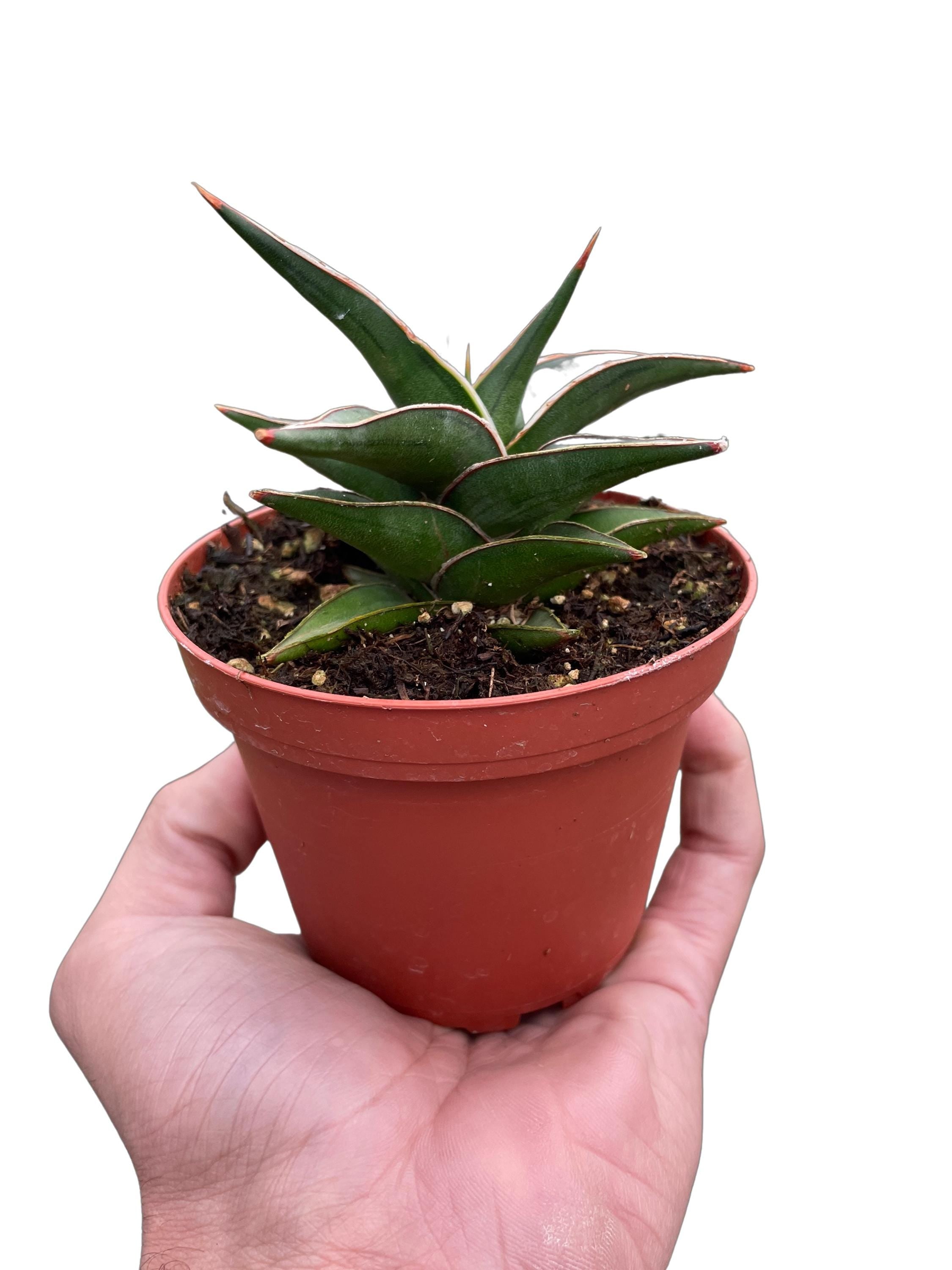 Austin Jungle Co. 3" Pot 6" Plant (1pk/$4.5) ($10 Ship/31oz) Snake 'Lavranos'