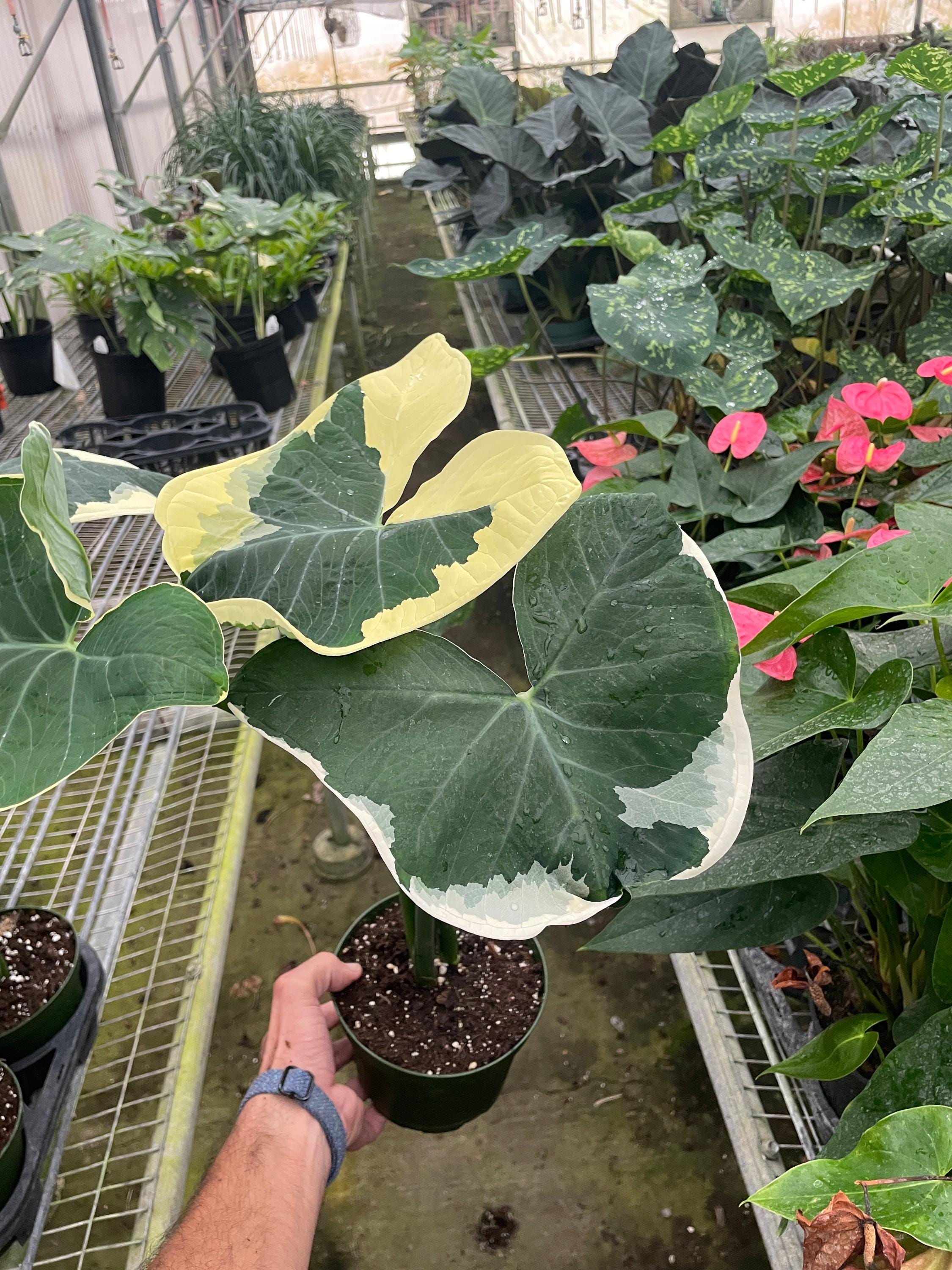 Alocasia 'Mickey Mouse' (Xanthosoma sagittifolium 'Variegatum Monstrosum') Indoor Plants 2" Pot Austin Jungle Co.