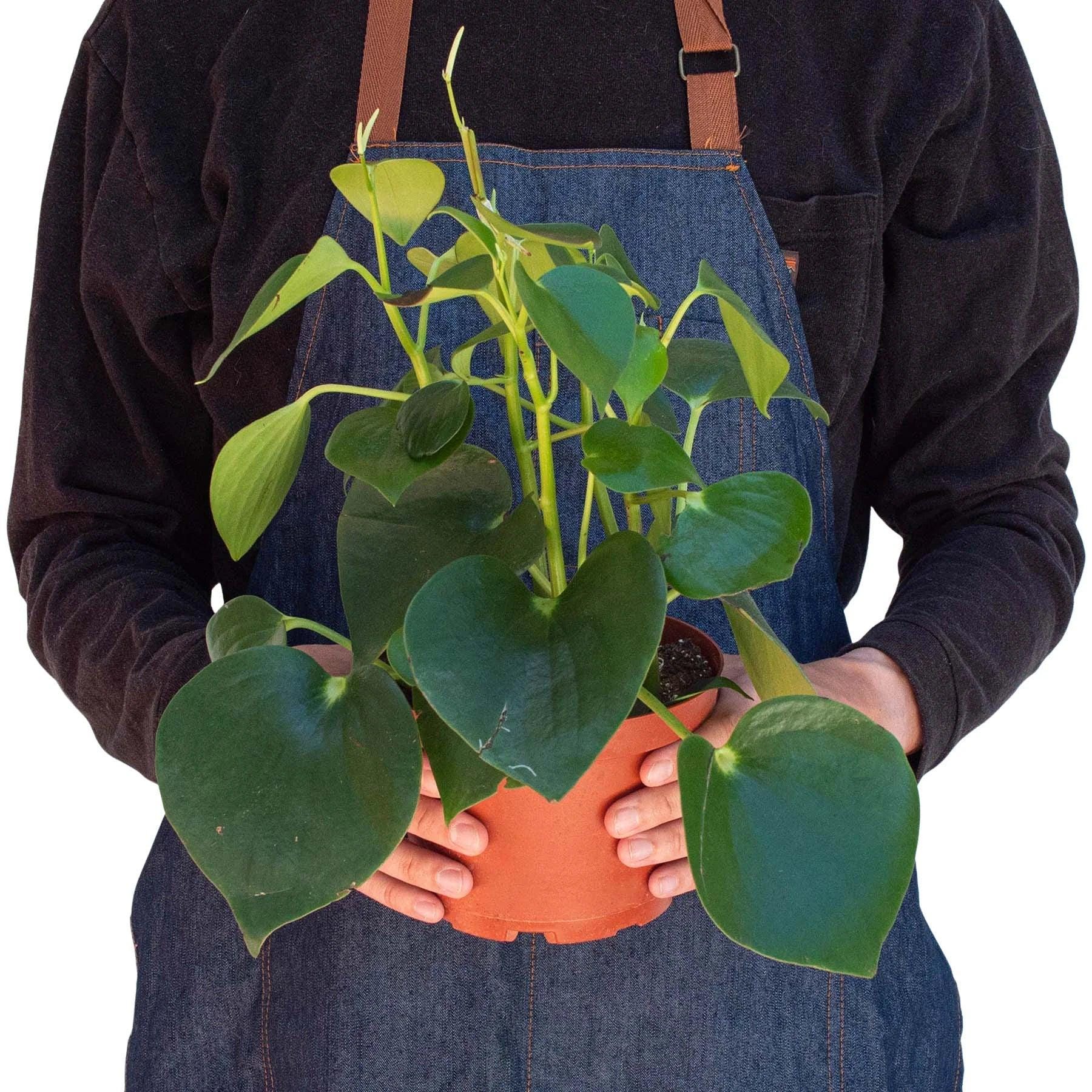 Austin Jungle Co. 3" Pot Indoor Plants Peperomia 'Raindrop'