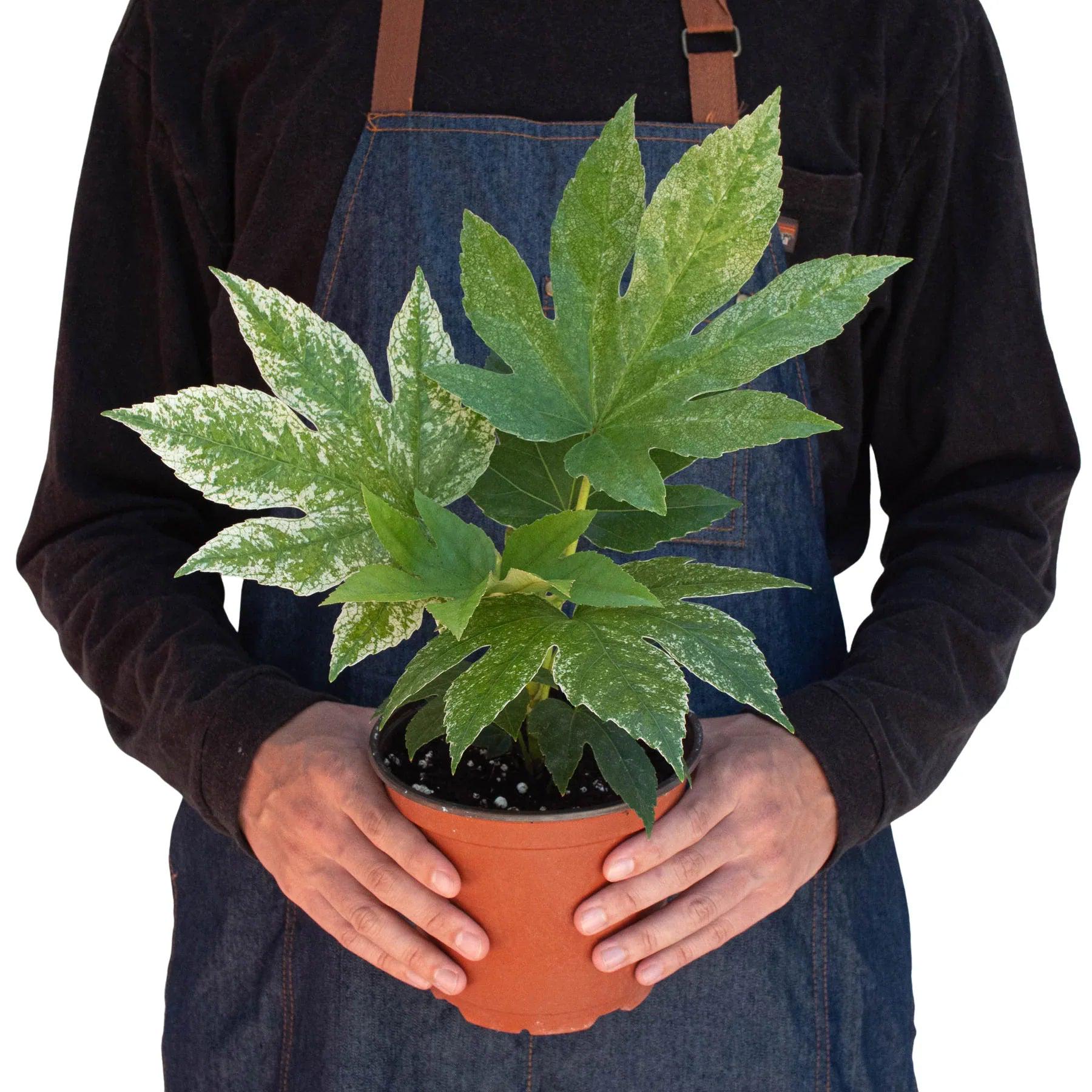 May include: A potted plant with green and white variegated leaves. The plant is in a brown plastic pot.
