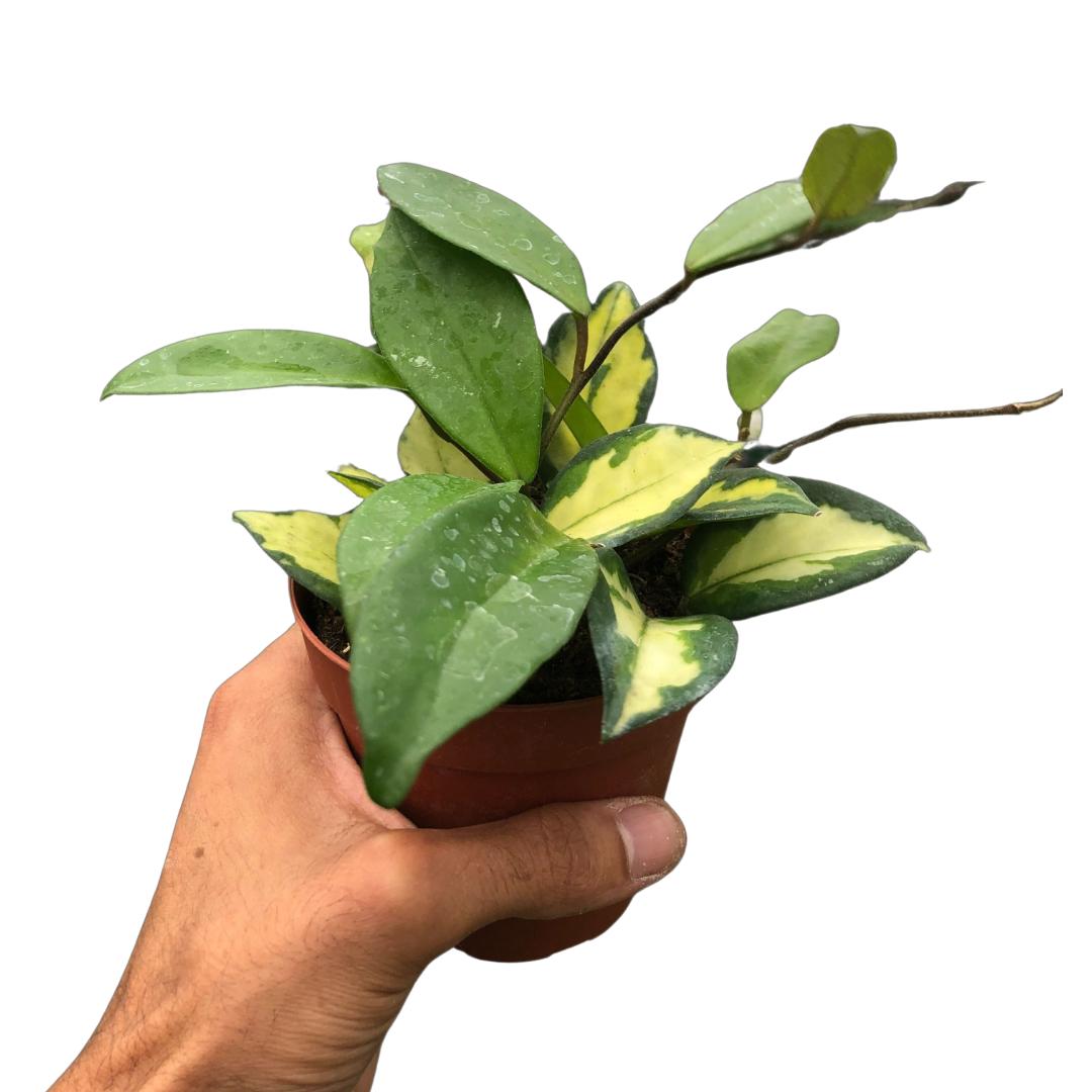 Austin Jungle Co. 4" Pot / Black Cylinder Hoya Carnosa 'Krimson Princess'