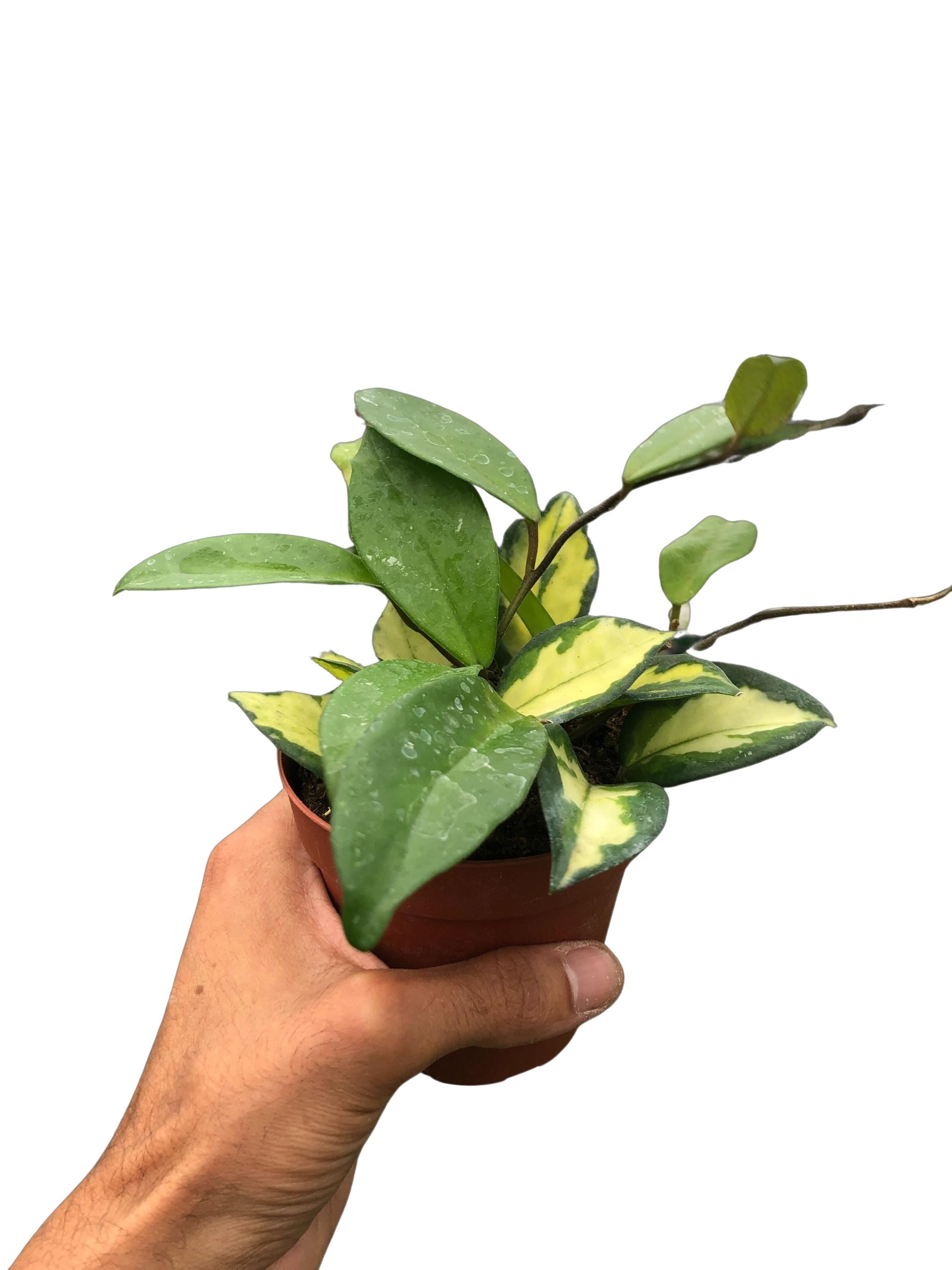 Austin Jungle Co. 4" Pot / Black Cylinder Hoya Carnosa 'Krimson Princess'