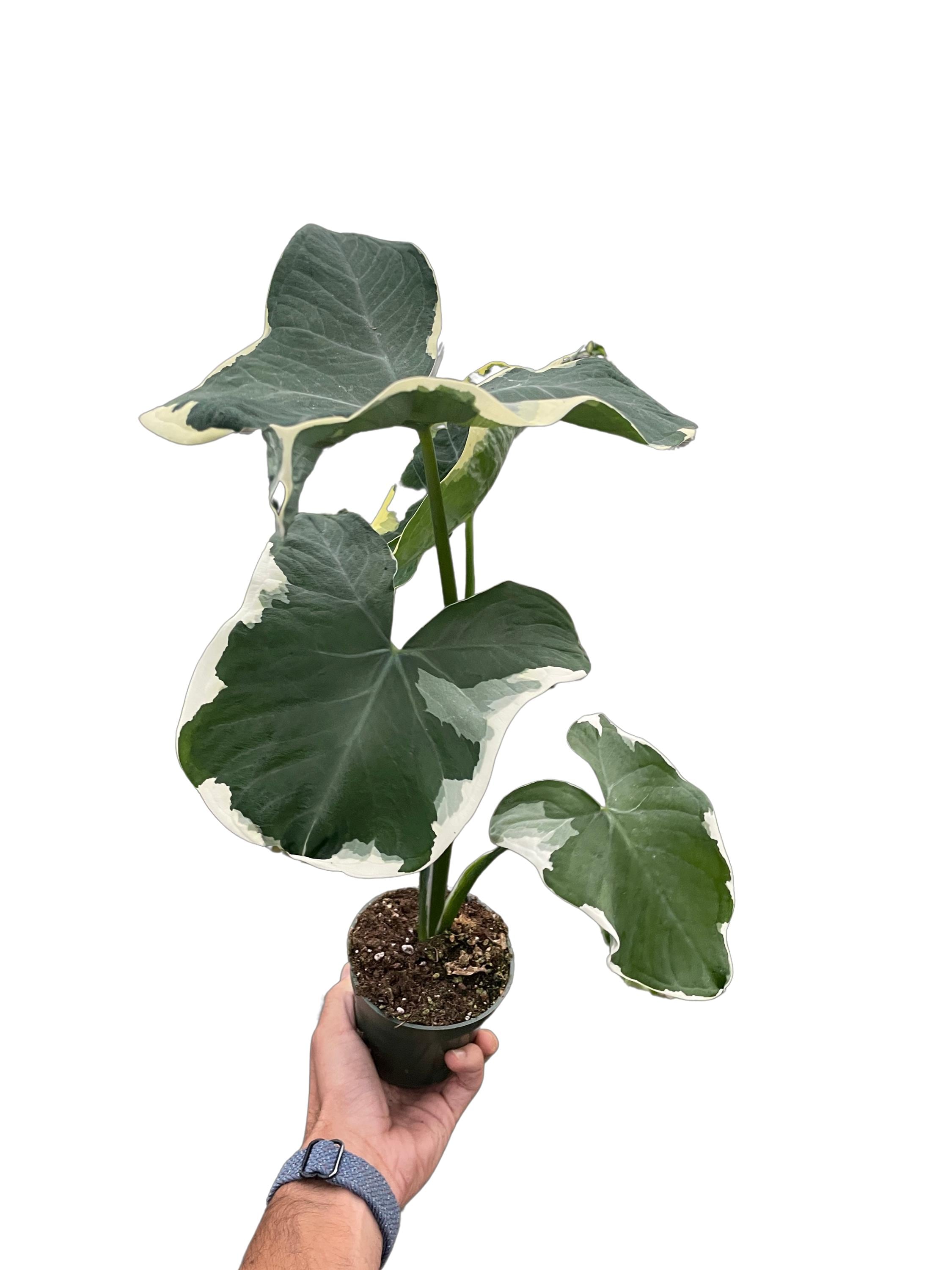Alocasia 'Mickey Mouse' (Xanthosoma sagittifolium 'Variegatum Monstrosum') Indoor Plants 2" Pot Austin Jungle Co.