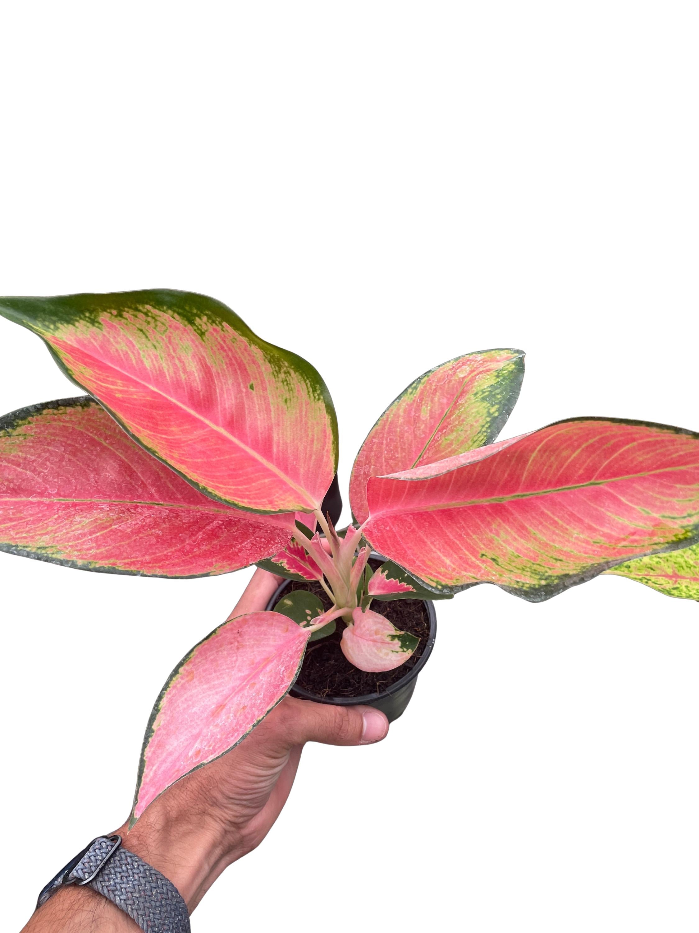 Chinese Evergreen 'Pink Pearl'