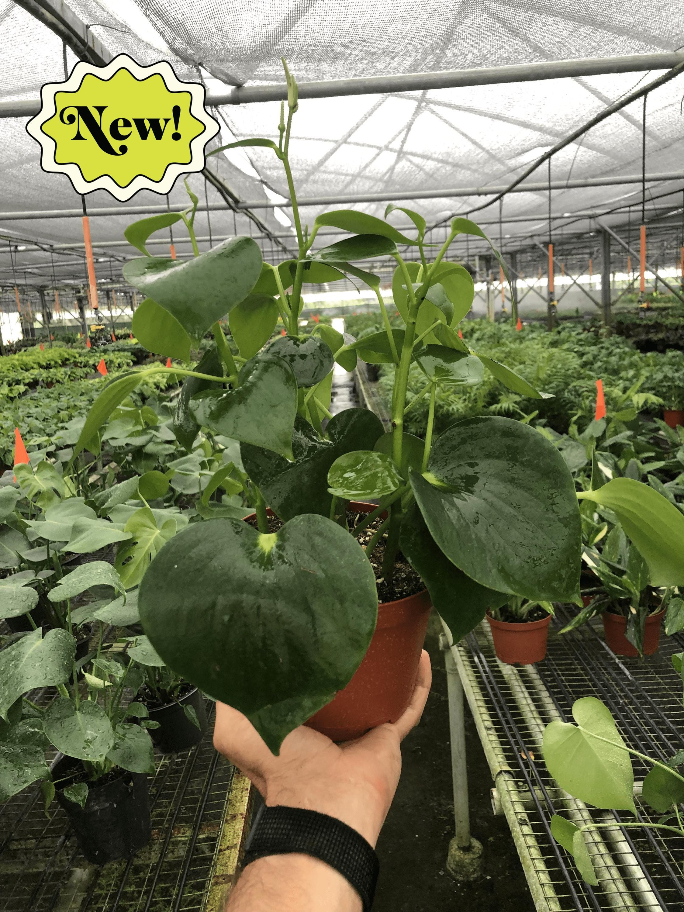 Austin Jungle Co. 3" Pot Indoor Plants Peperomia 'Raindrop'