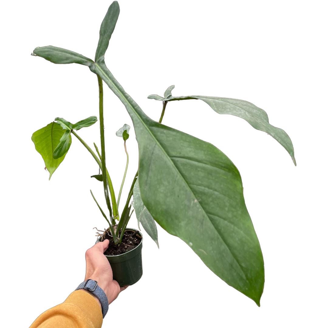 Philodendron 'Joepii'