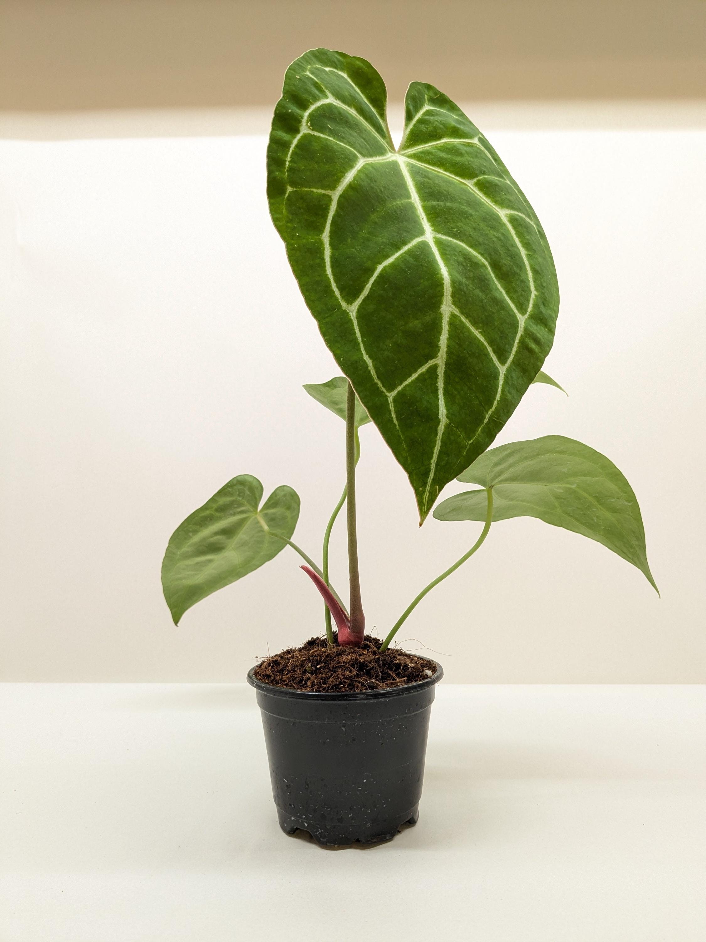 May include: A small green plant with large, heart-shaped leaves in a black plastic pot. The leaves have a prominent white vein pattern. The plant is on a white surface.