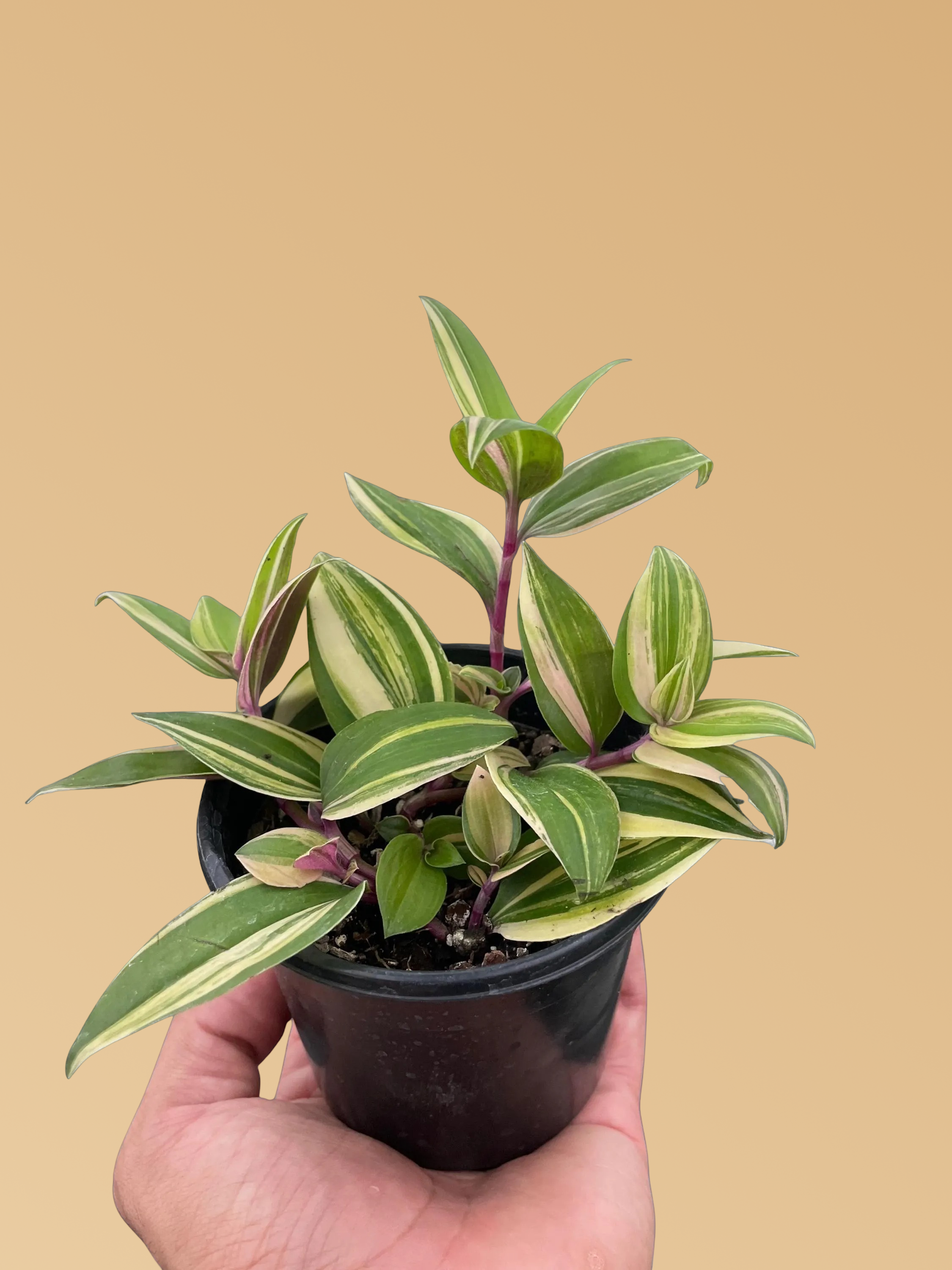 Tradescantia 'Tricolor'